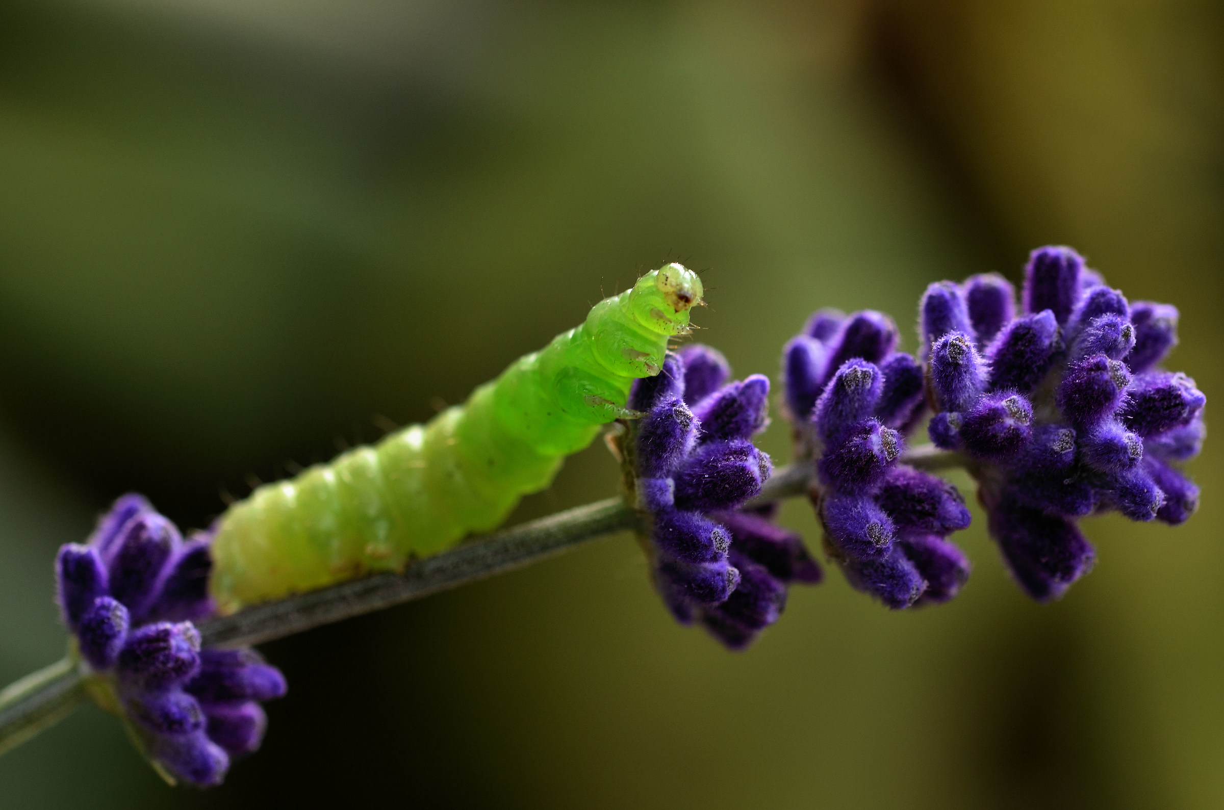Bruco sulla lavanda