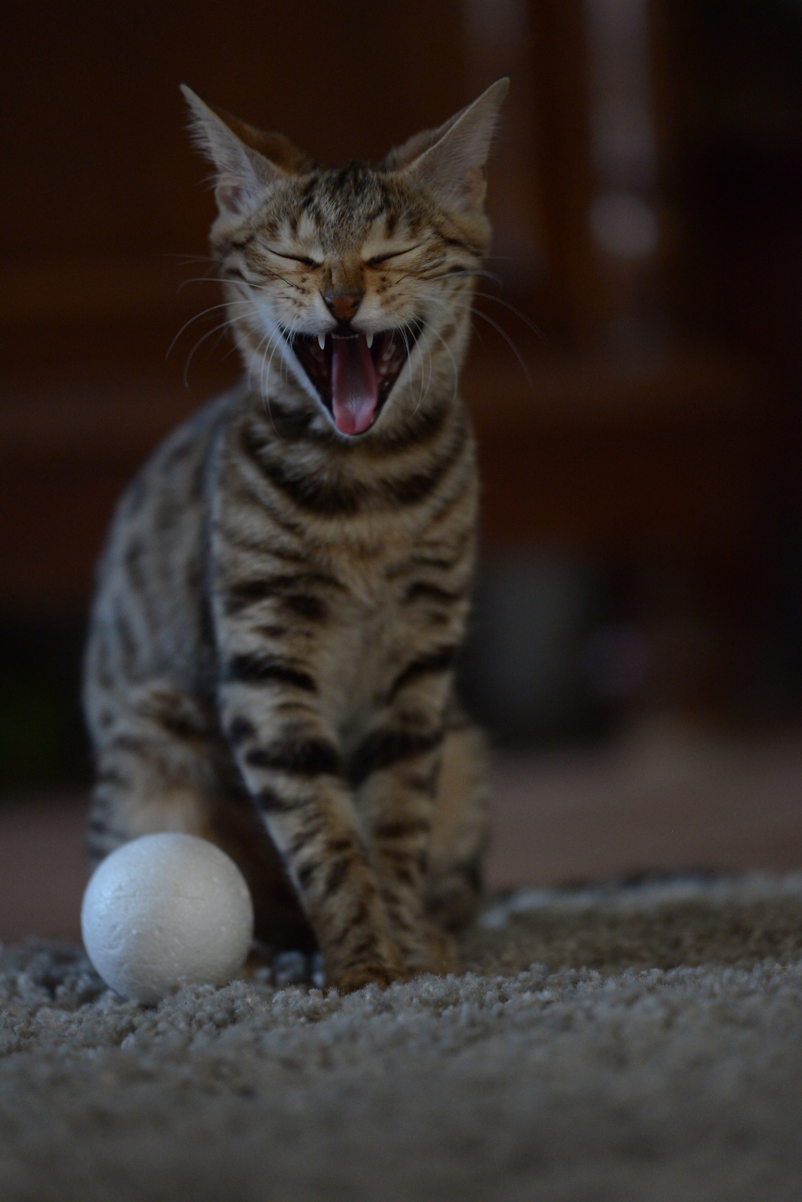 Ha ha beautiful this one