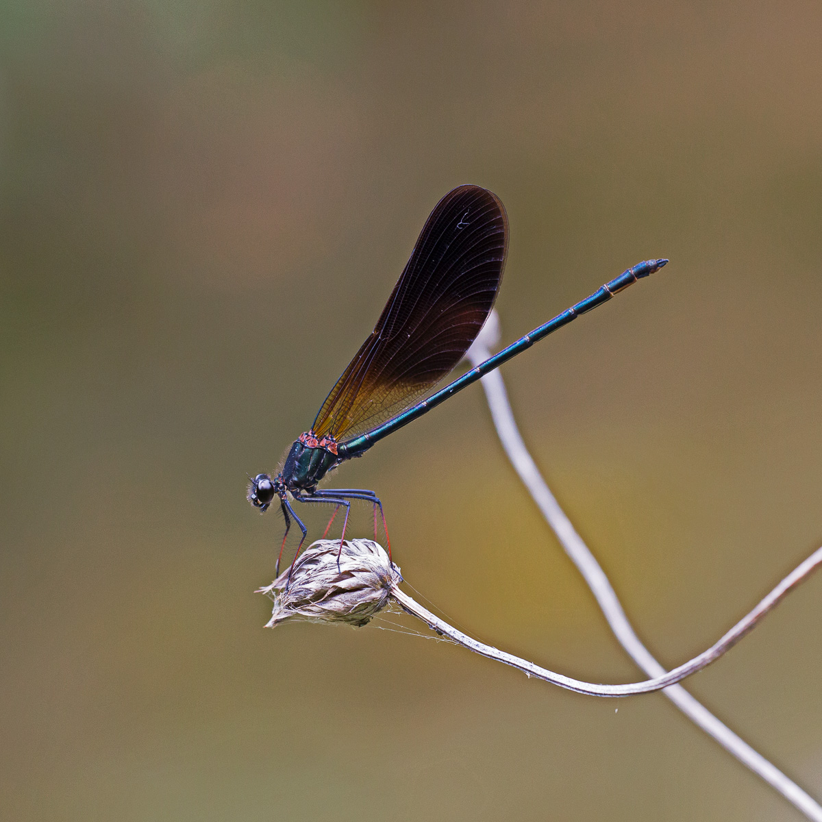 Calopteryx haemorrhoidalis - maschio