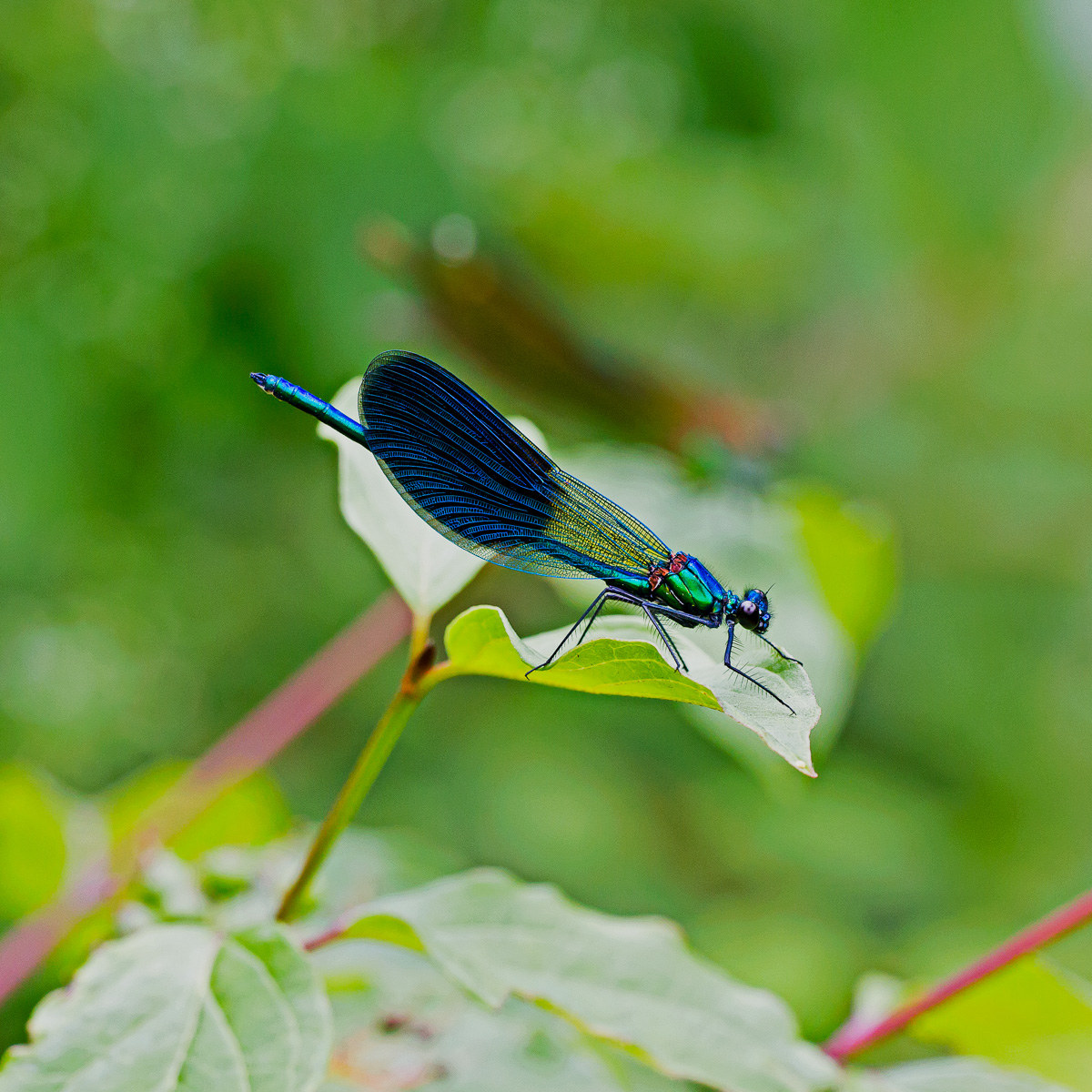Calopteryx splendens - maschio