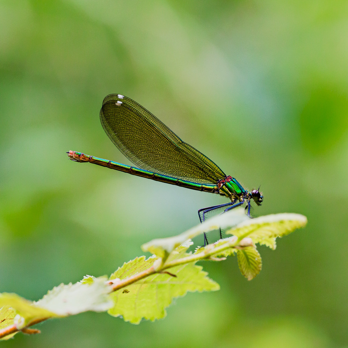 Calopteryx splendens - femmina
