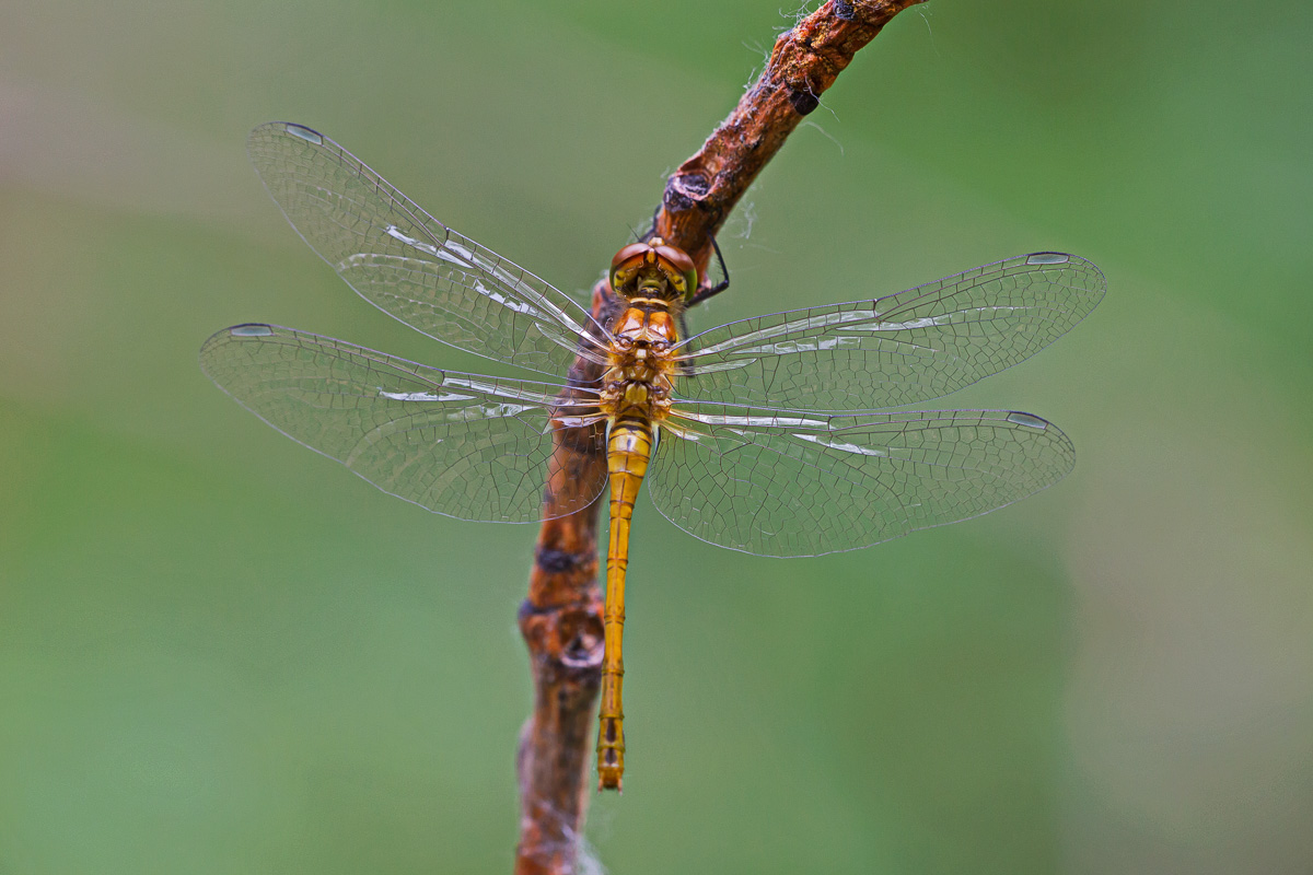 Sympetrum sanguineum - femmina immatura