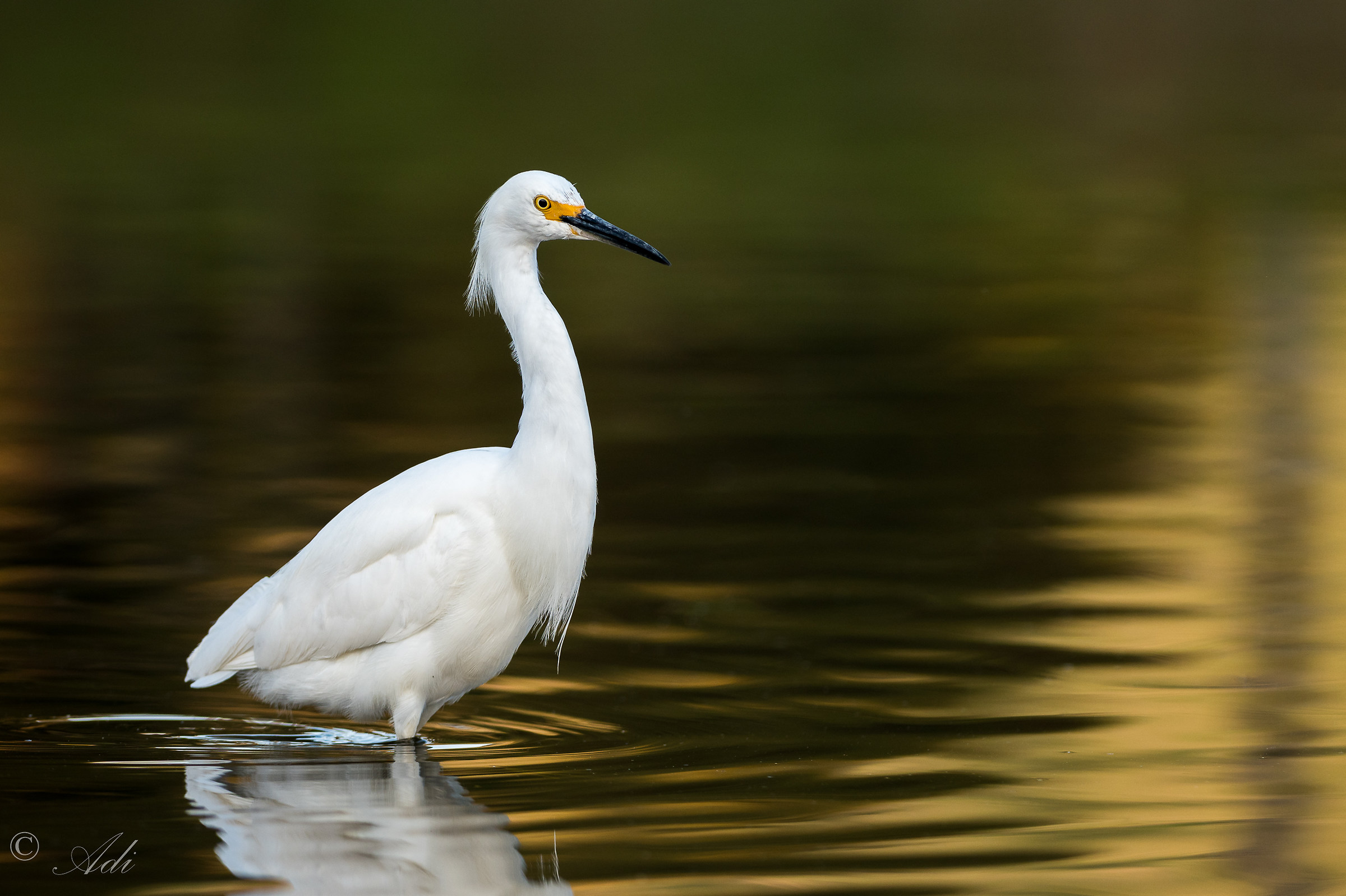 Egret dopo il tramonto