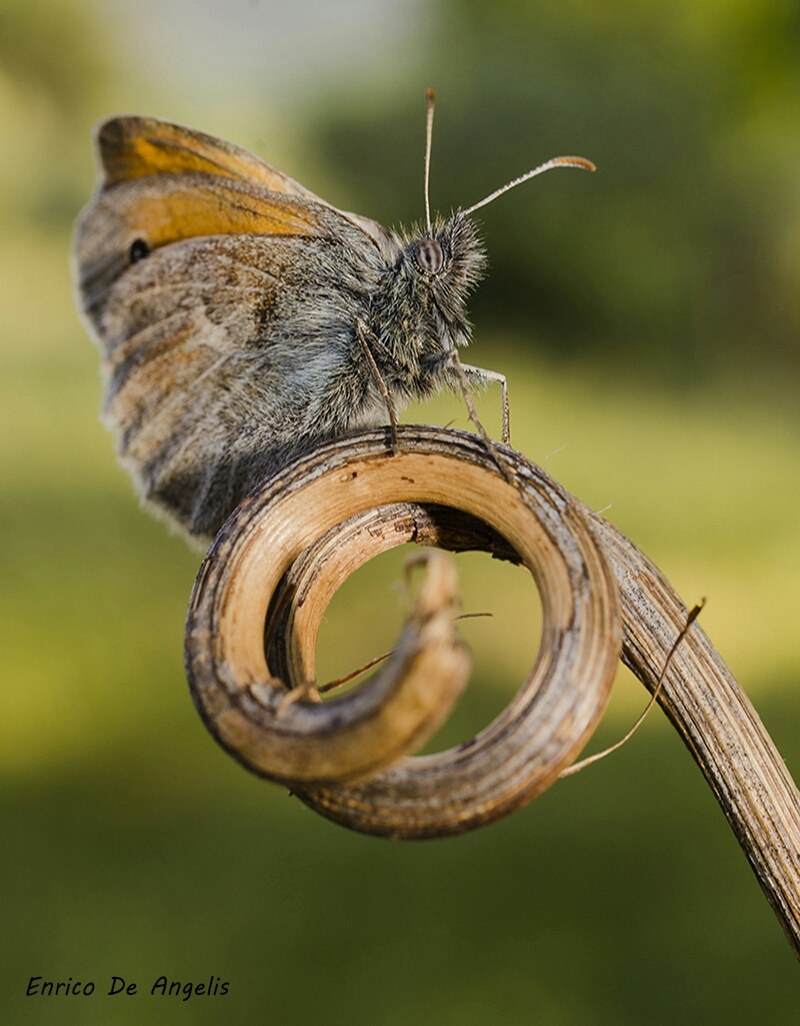Coenonympha pamphilus