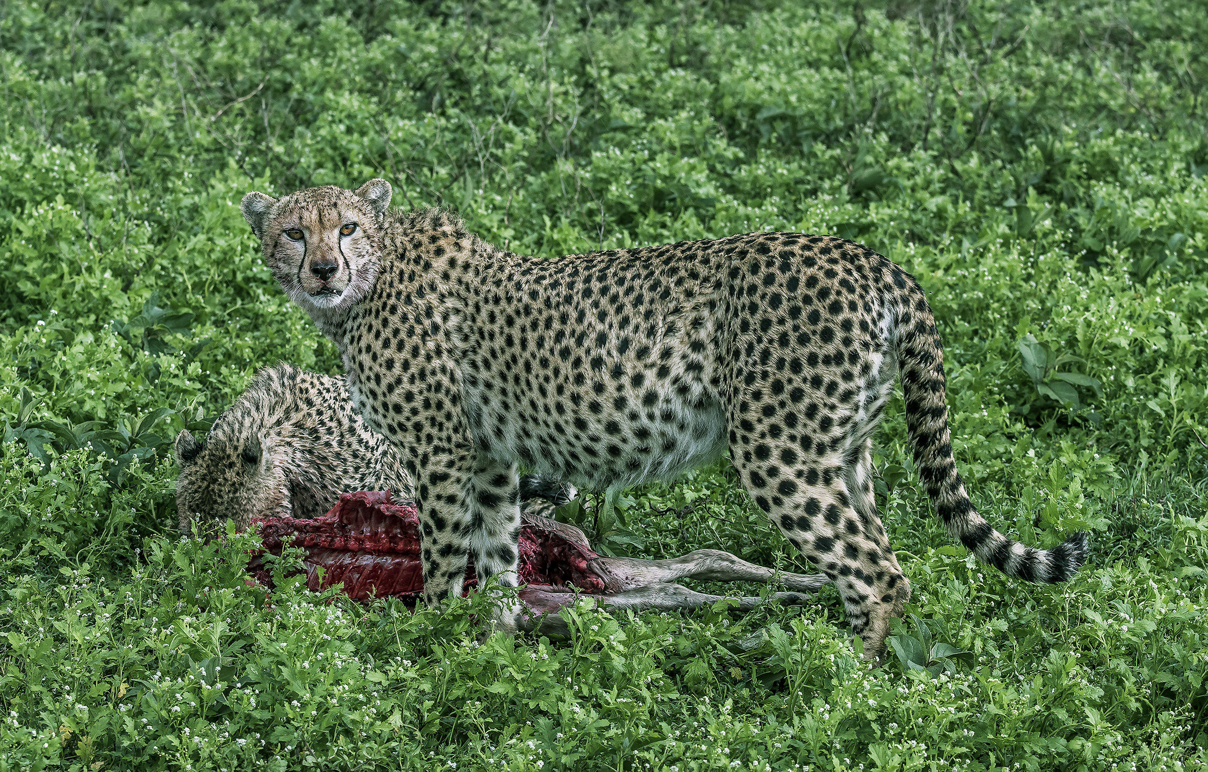 Tanzania 2017 - Sotto la pioggia