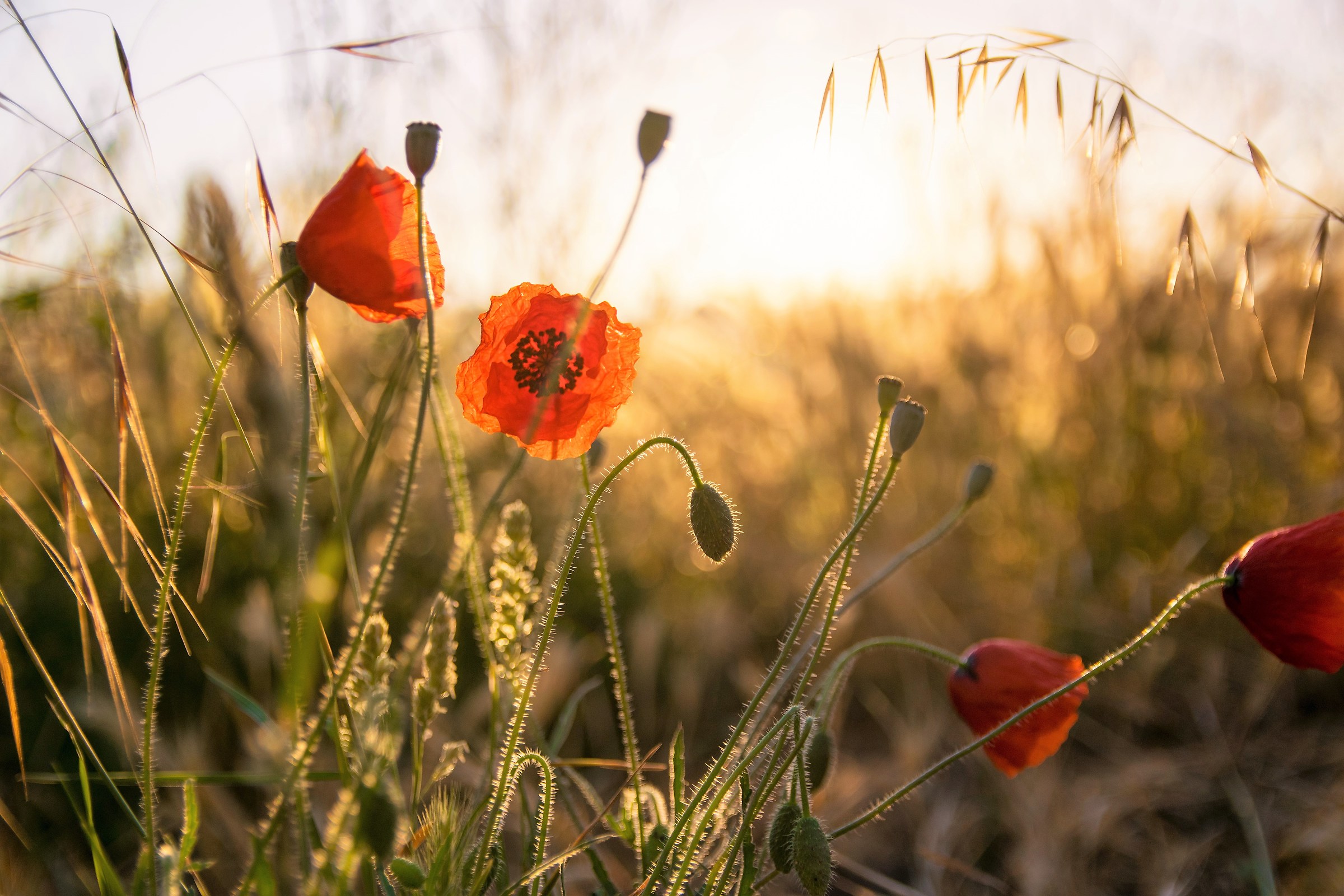 Sunrise and poppies