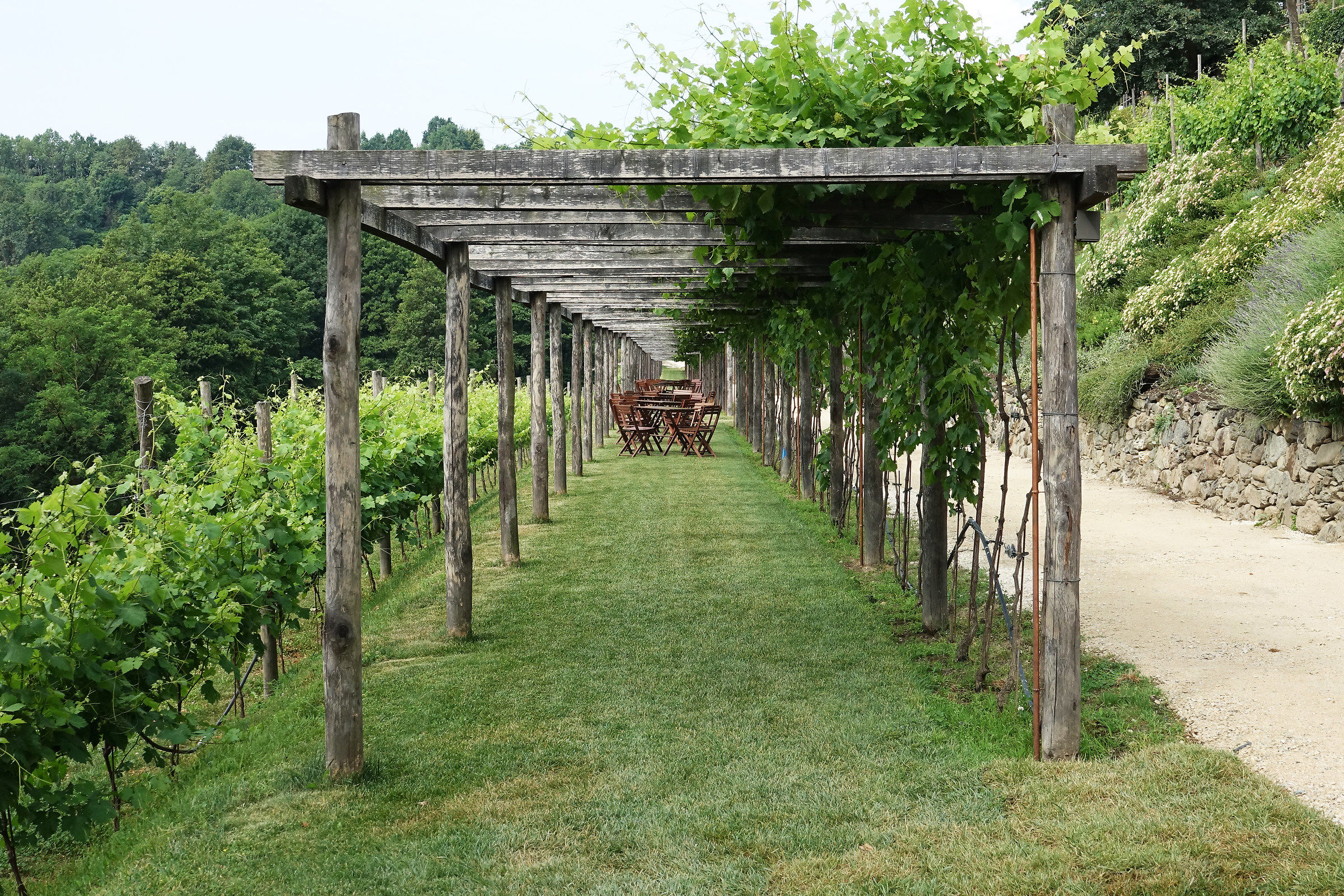 Walking among the vineyards