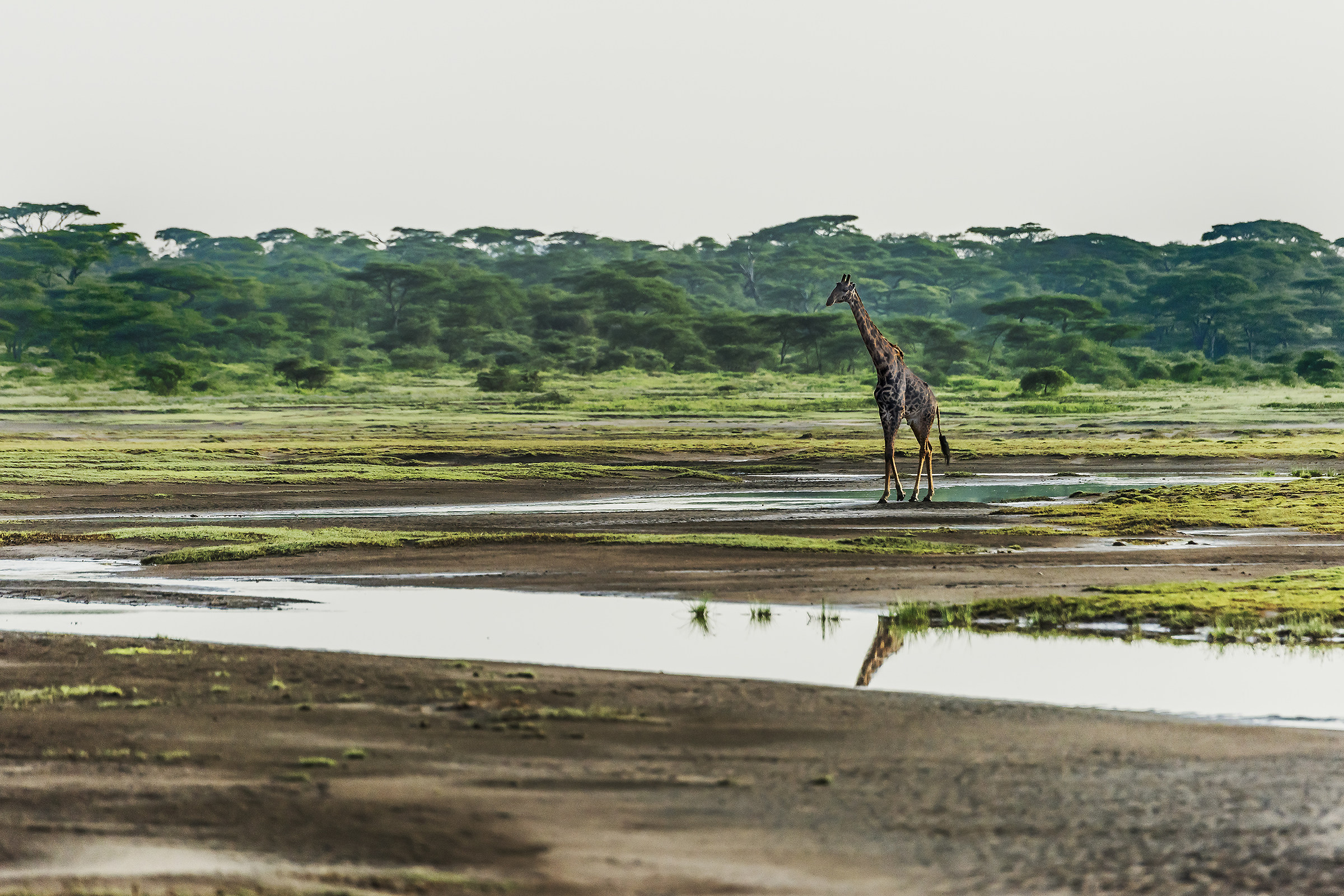 Tanzania 2017 - La palude di Ndutu