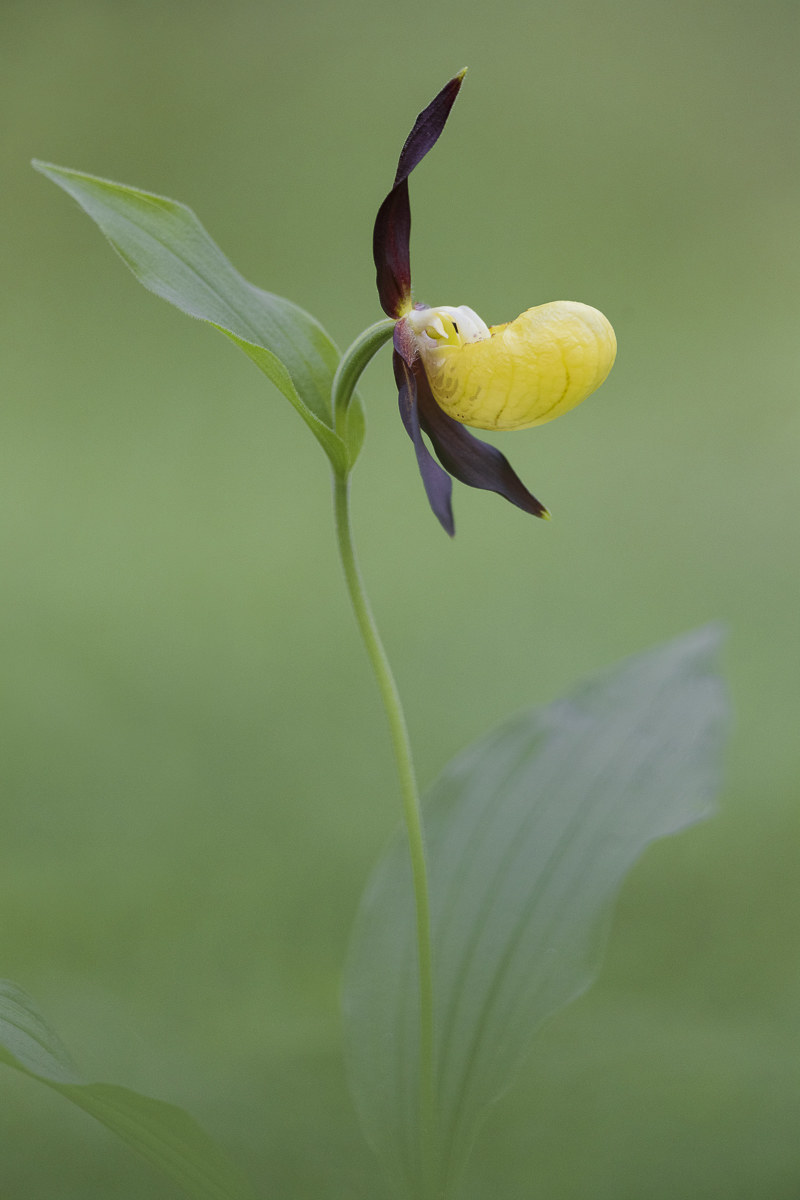 Venus Shoe (Cypripedium calceolus)