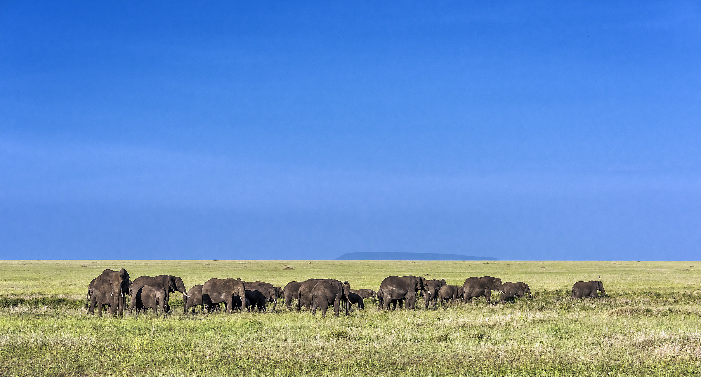 Tanzania 2017 - Serengeti
