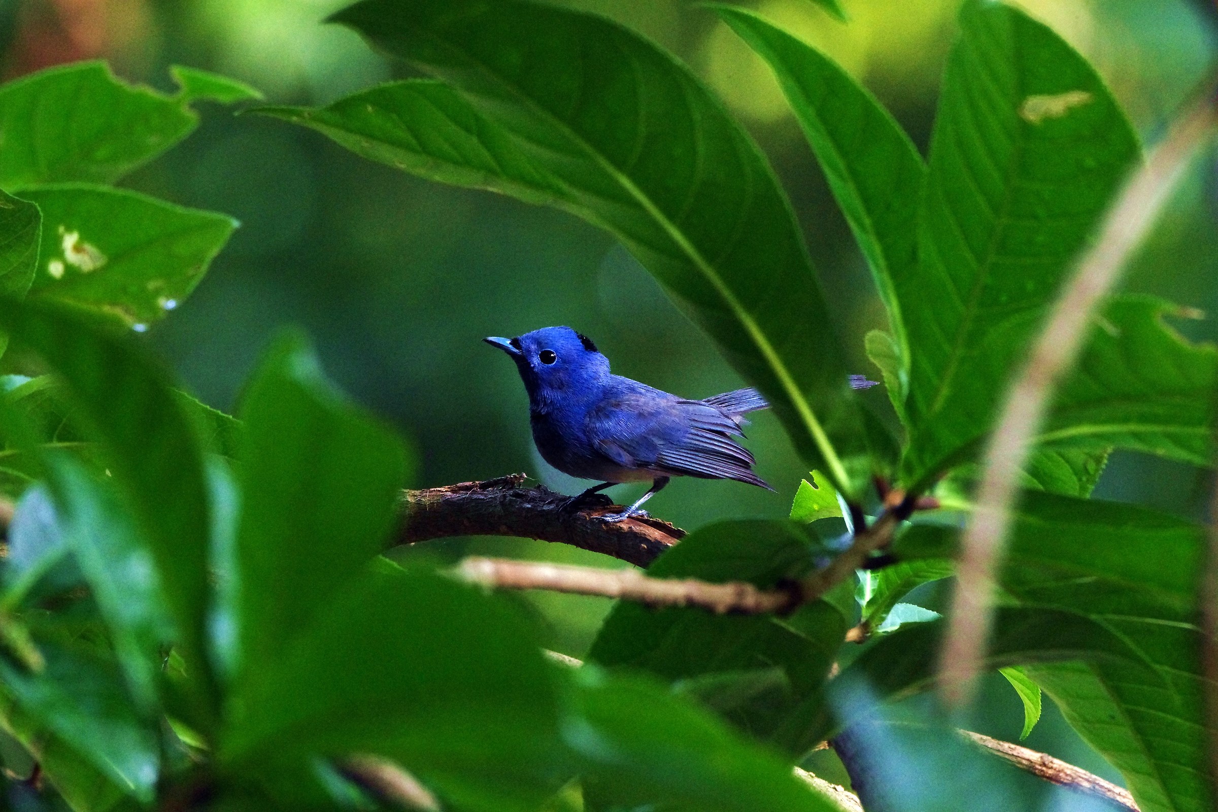 Black-naped Monarch