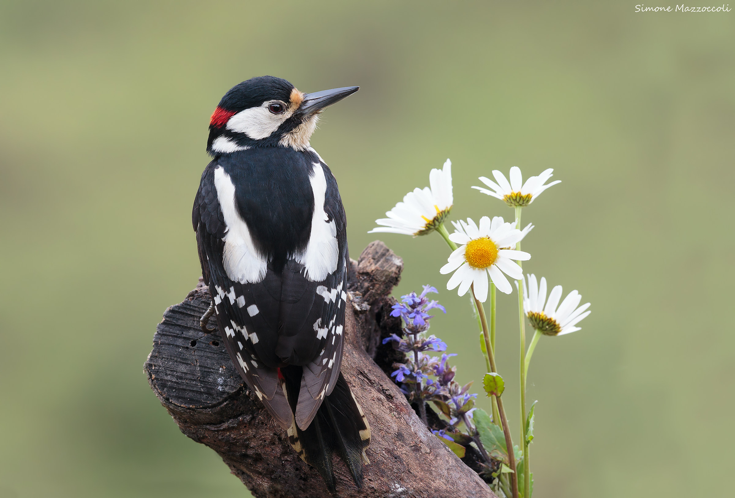 Picchio rosso maggiore