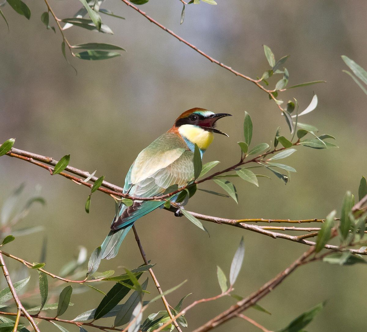 bee-eater