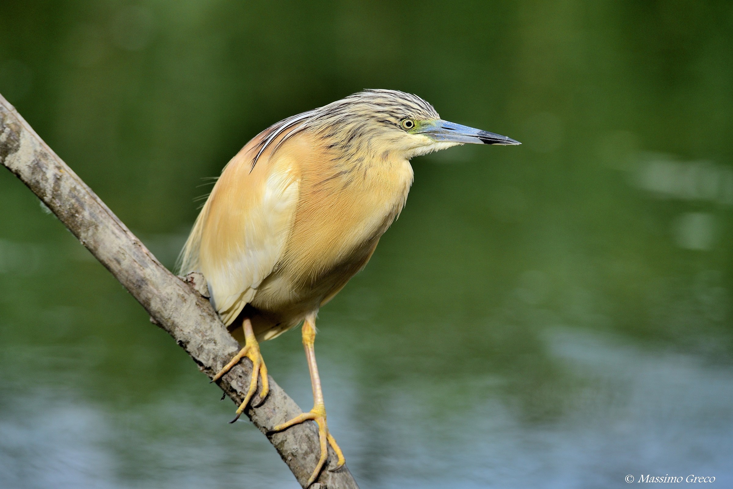 Sgarza ciuffetto (Ardeola ralloides)