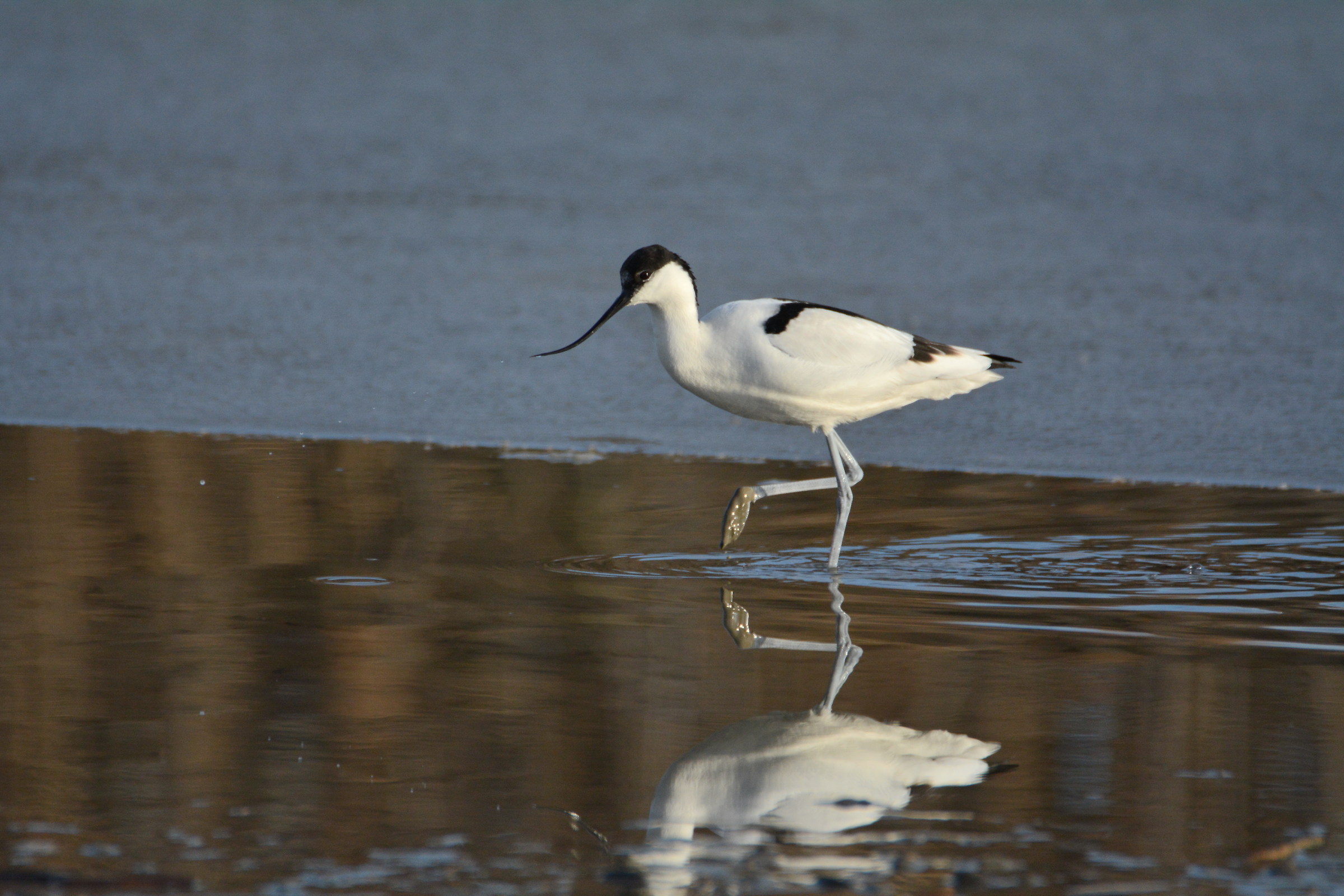 avocetta