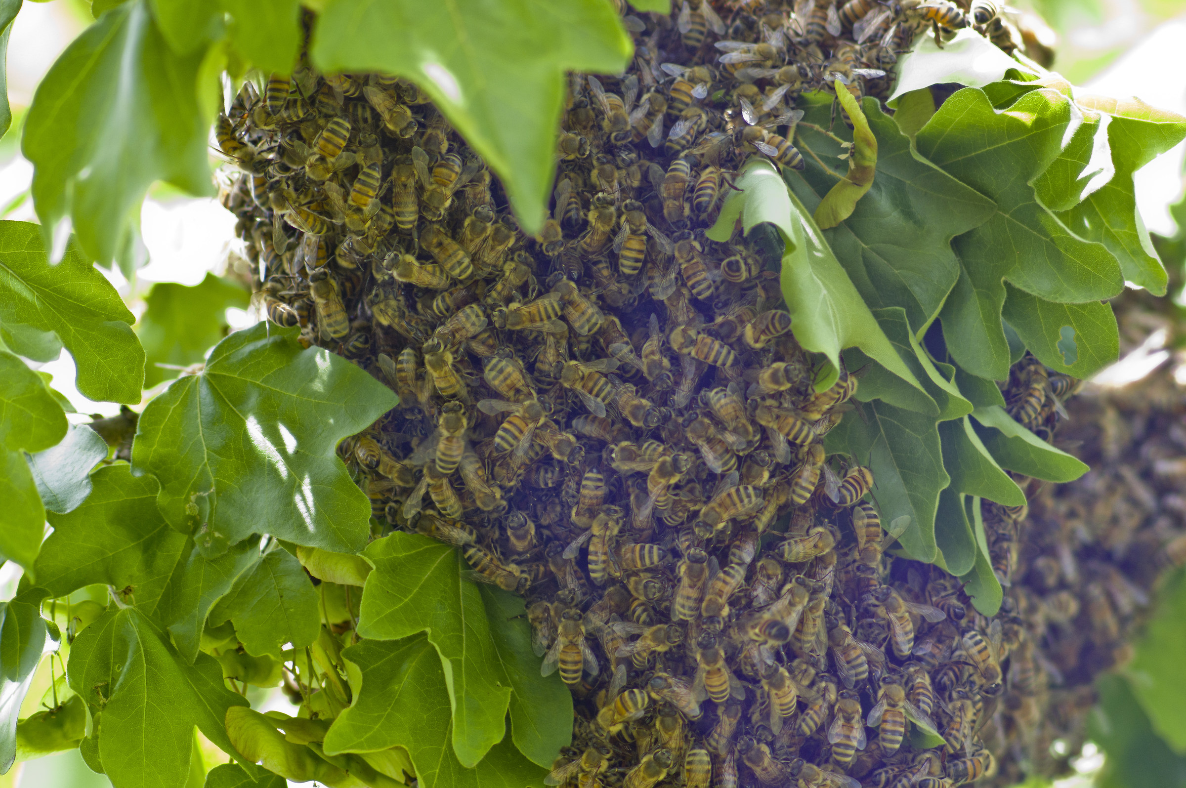 We are looking for a house with many rooms