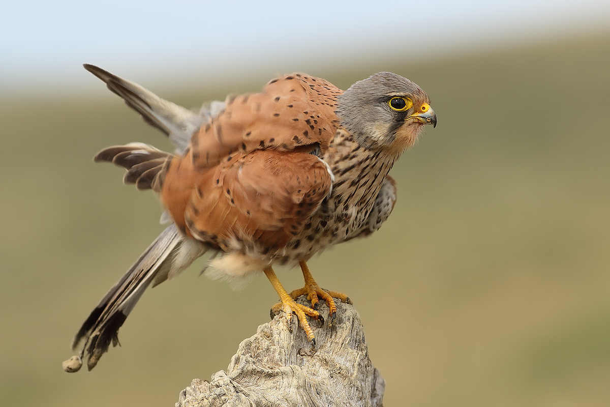 Kestrel
