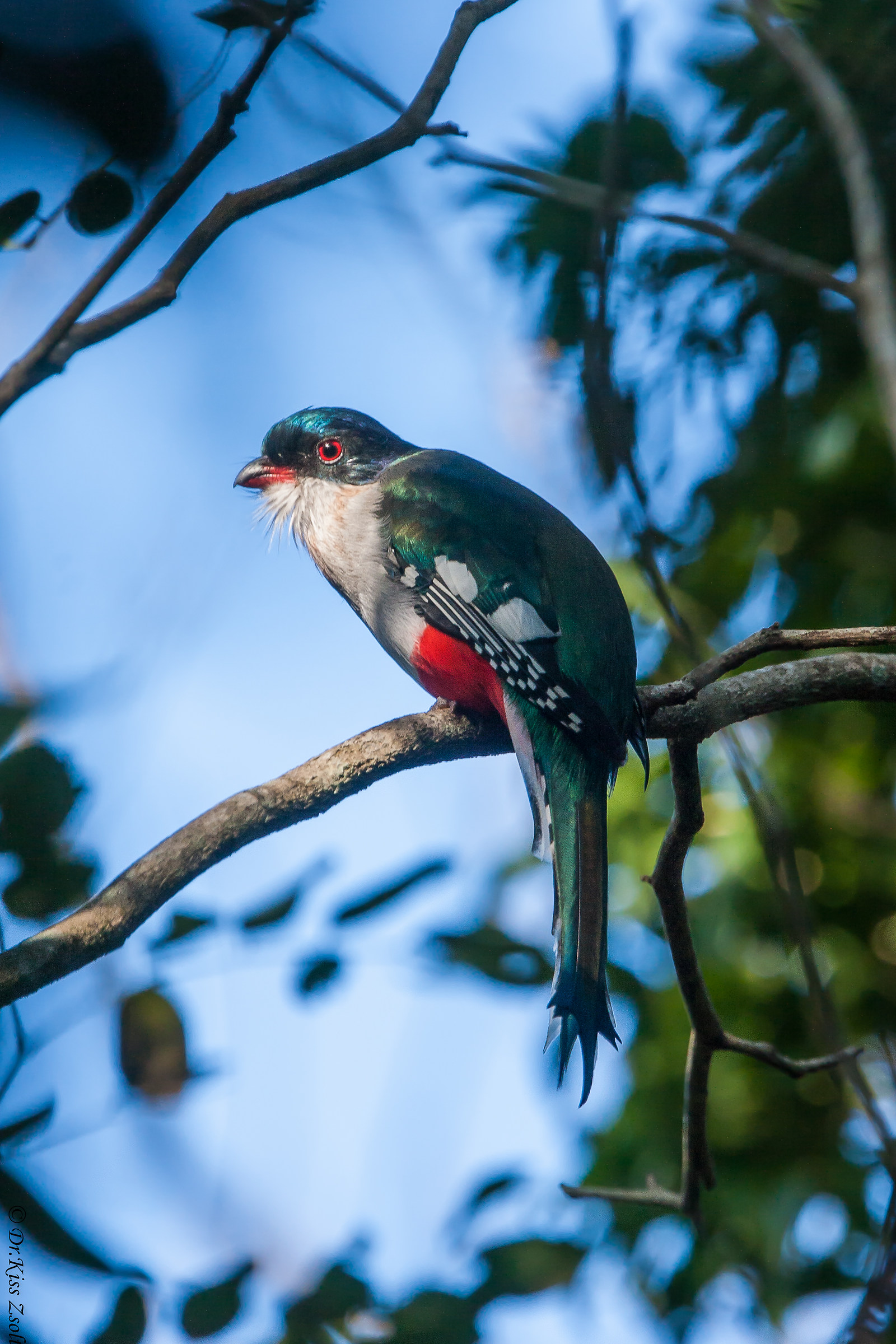 Trogon cubano