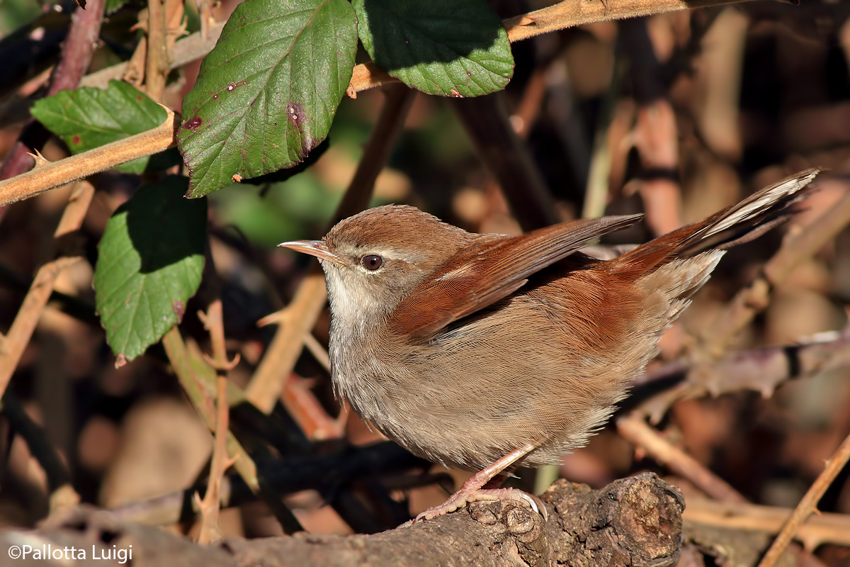 Usignolo di fiume (Cettia cetti)