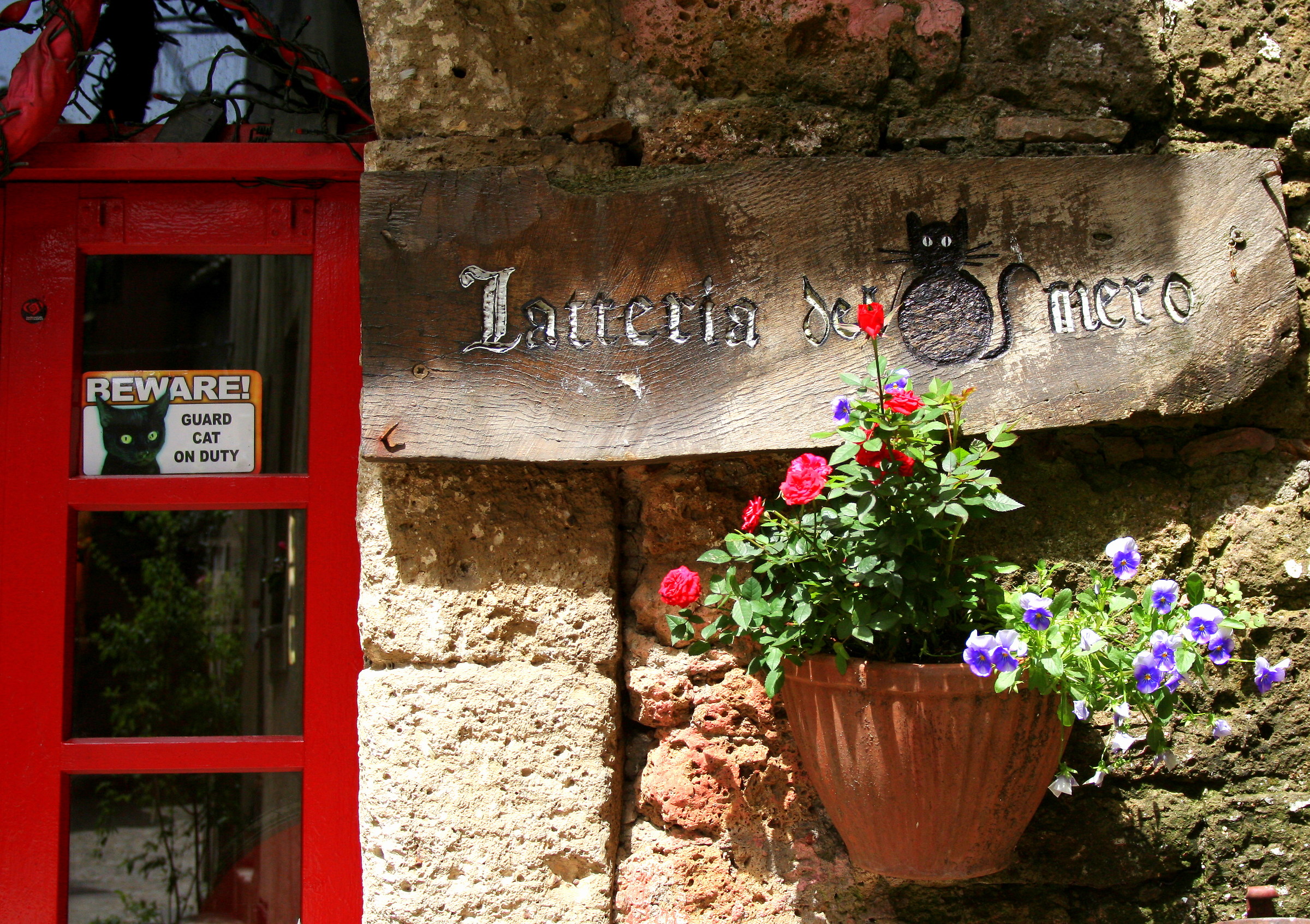 Pay attention to the cat!