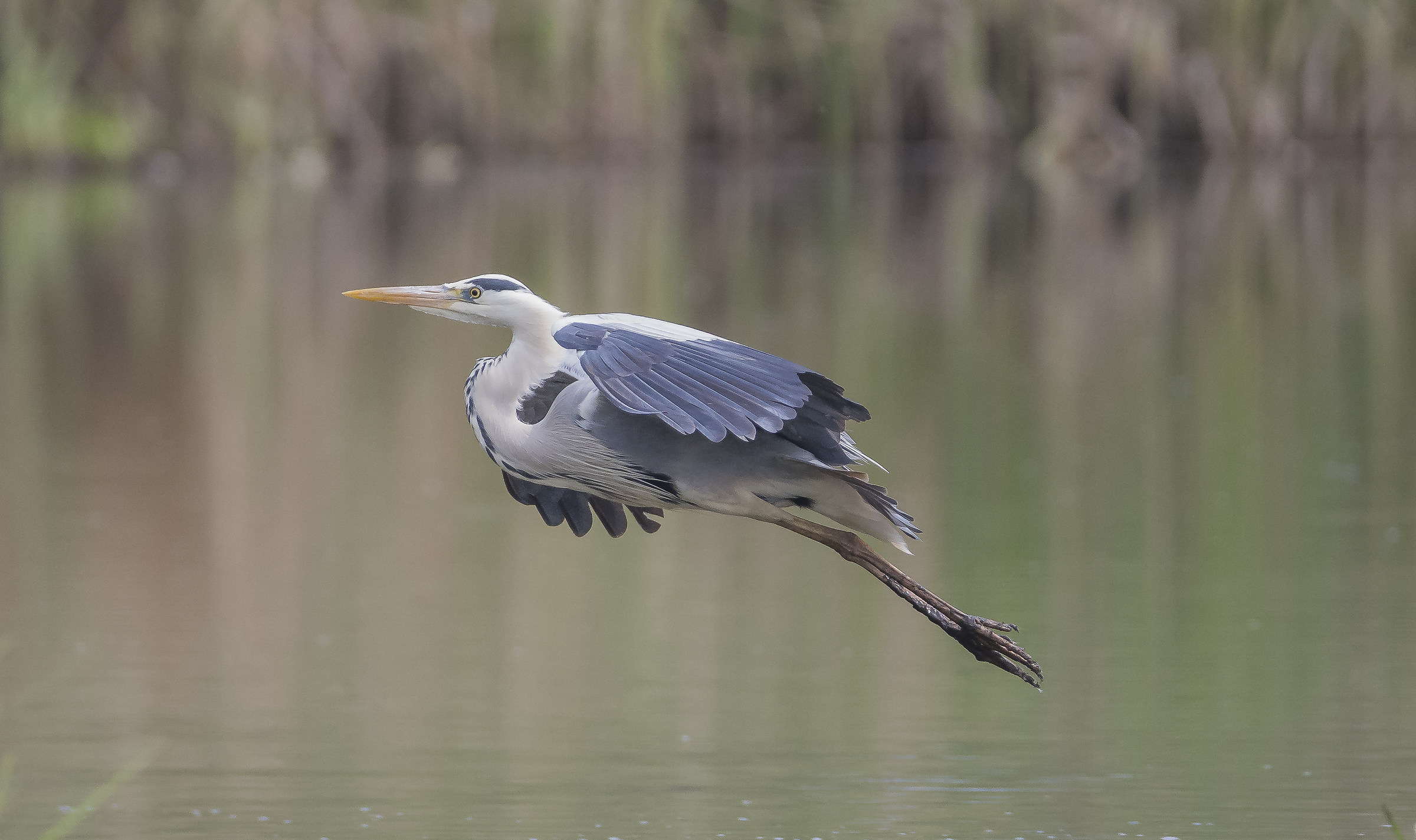 The dehumidifier of the brown heron