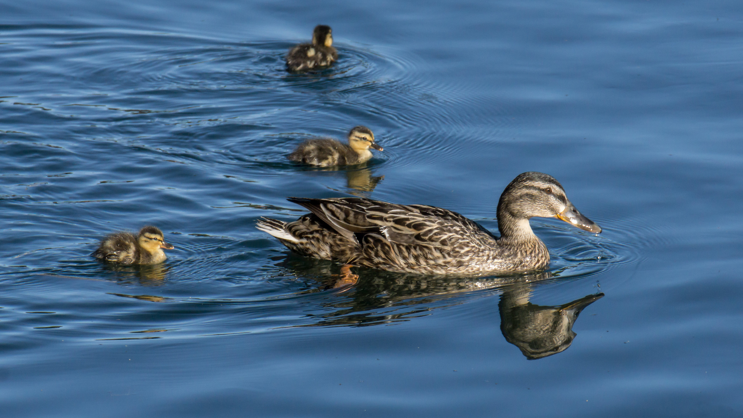 Germano female with three chicks