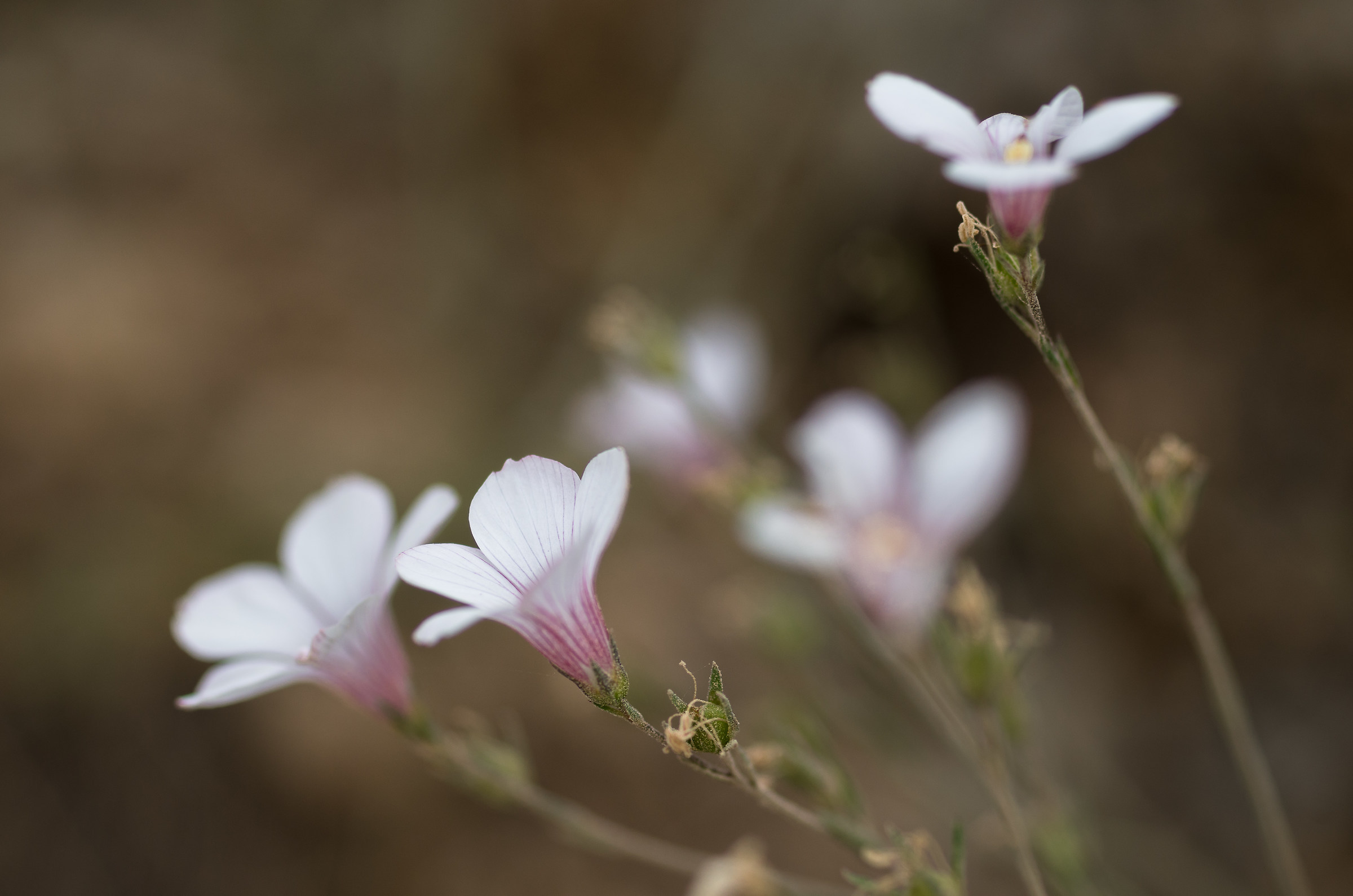 The Manie Plateau in bloom