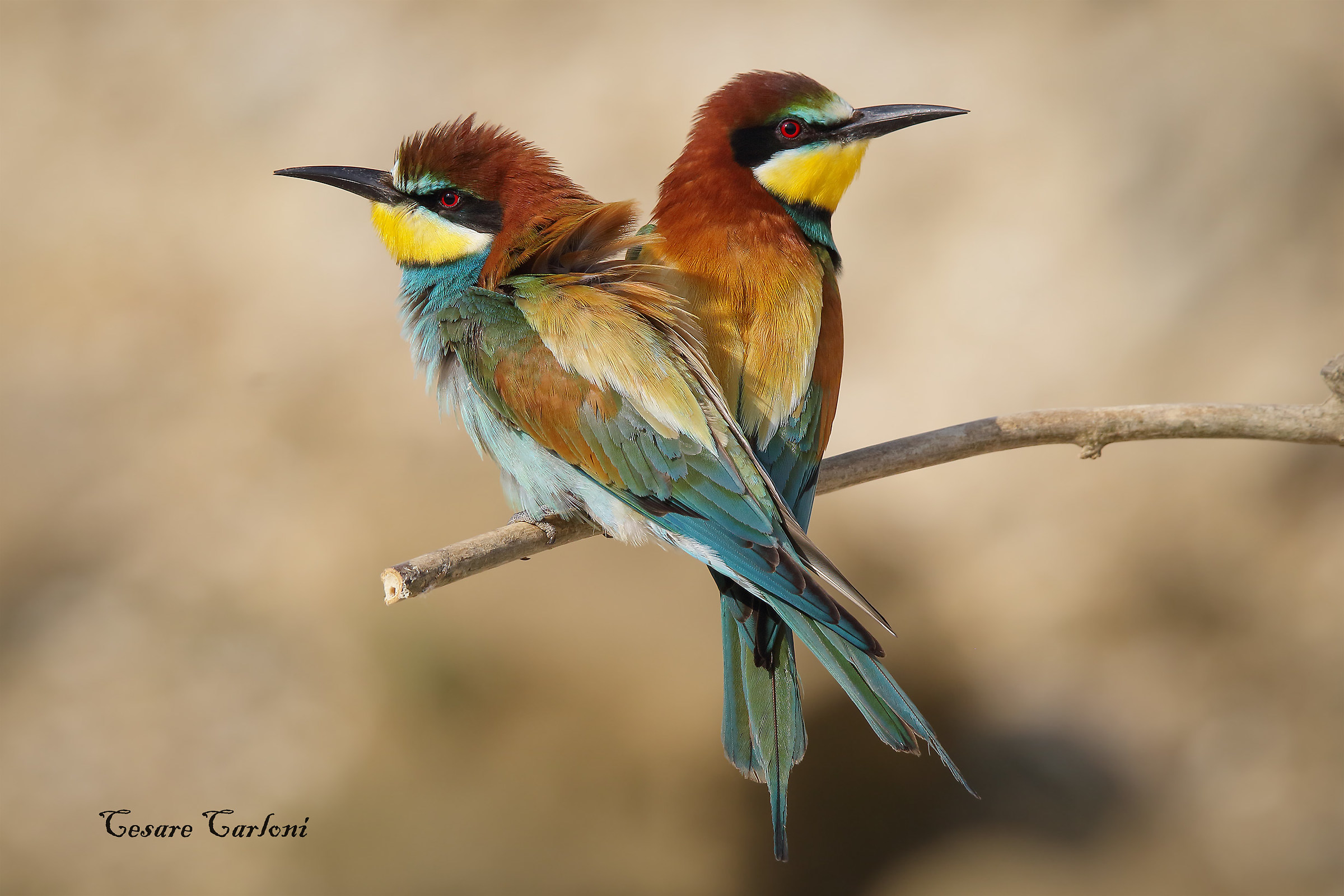 bee-eaters