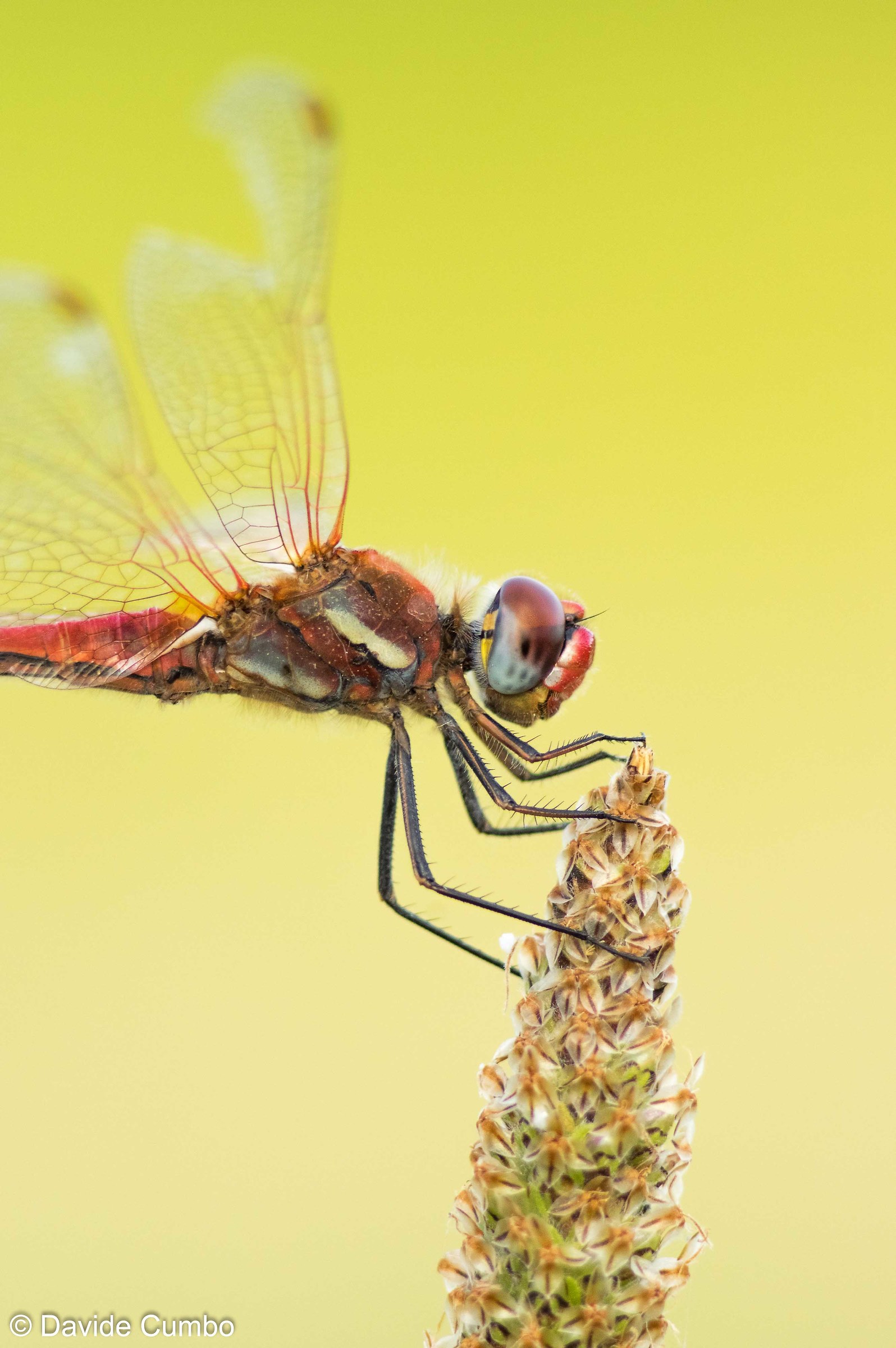 Sympetrum fonscolombii & male;