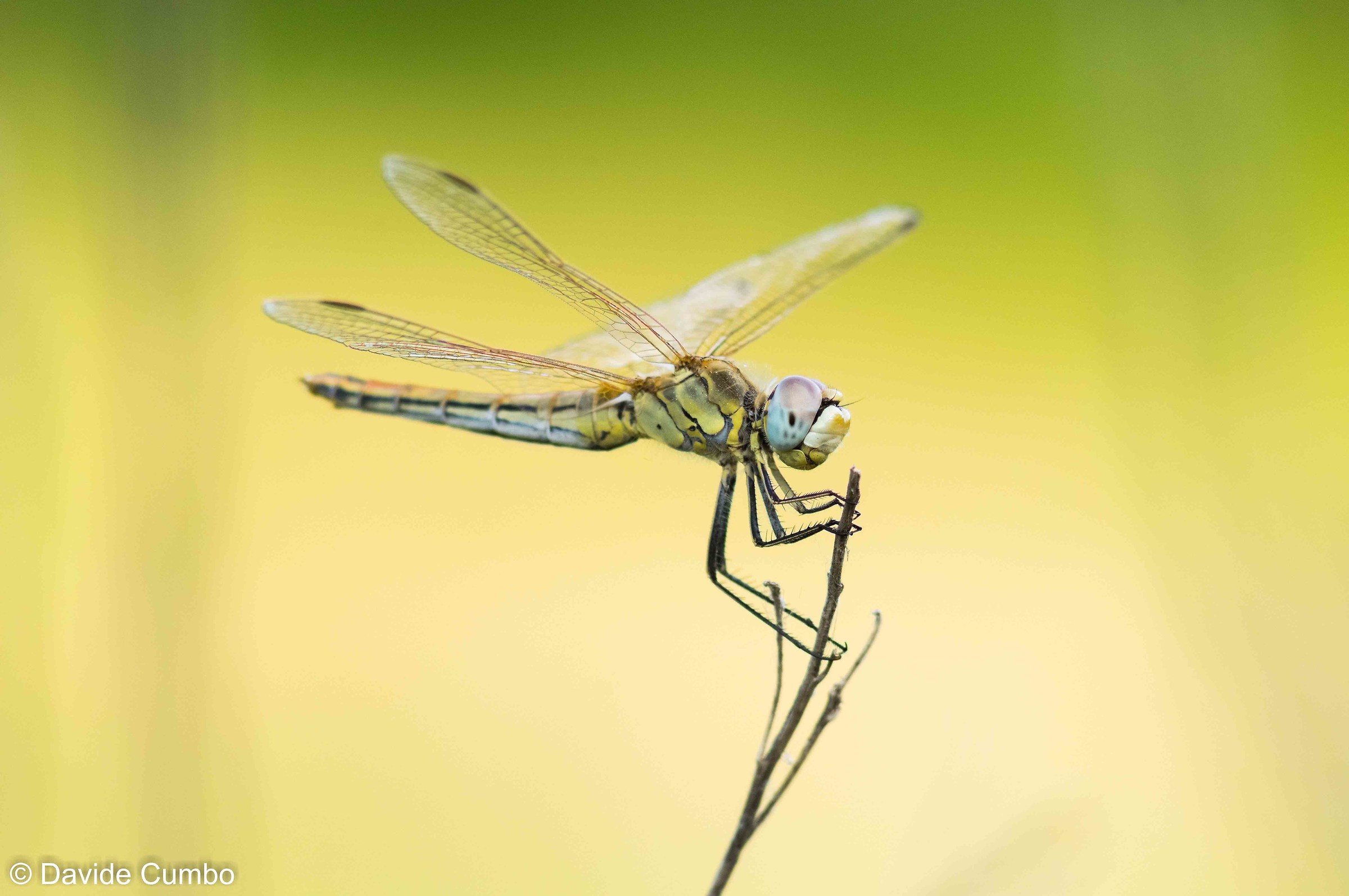 Sympetrum fonscolombii & female;
