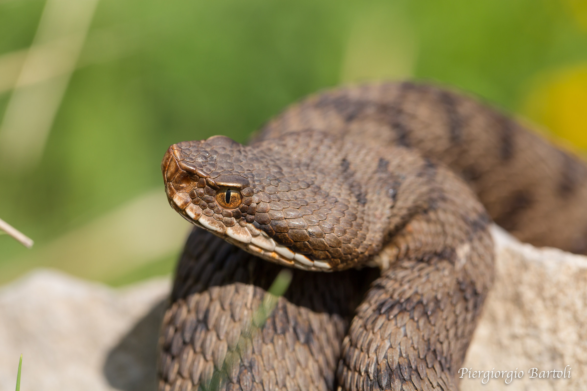 Vipera aspis