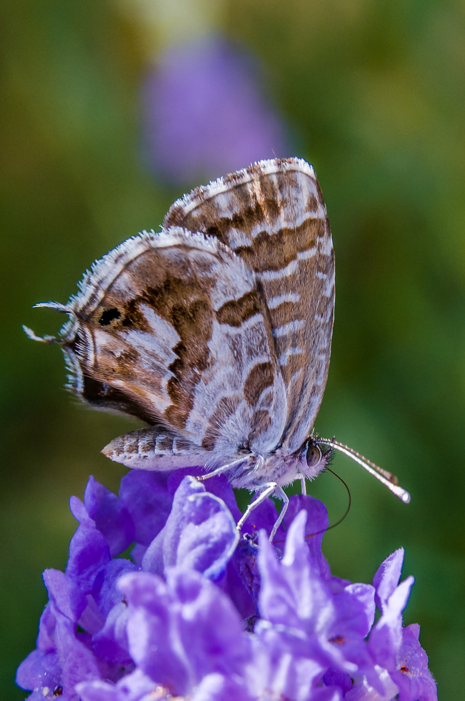 quanto è buona la lavanda