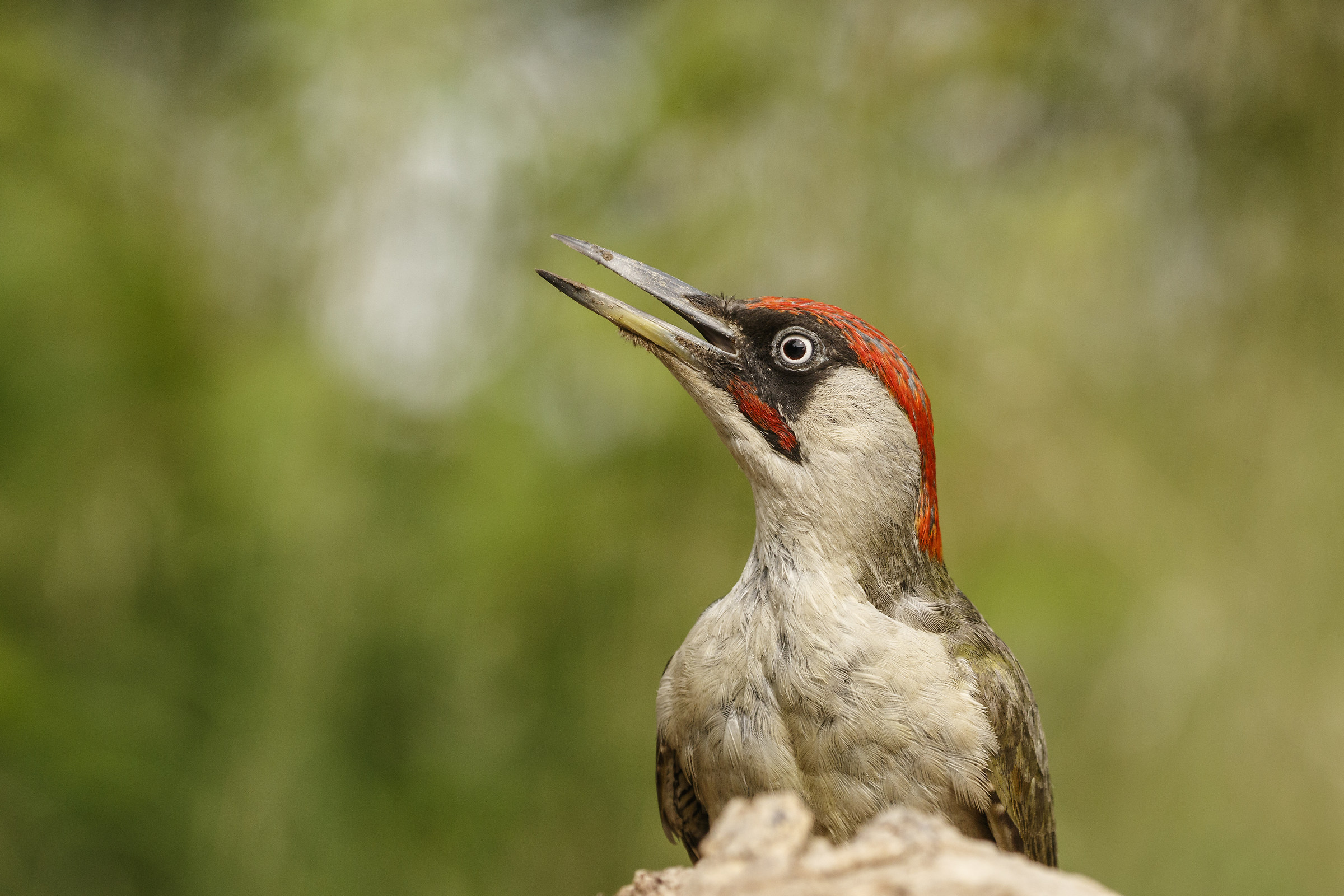 Close up of green woodpecker