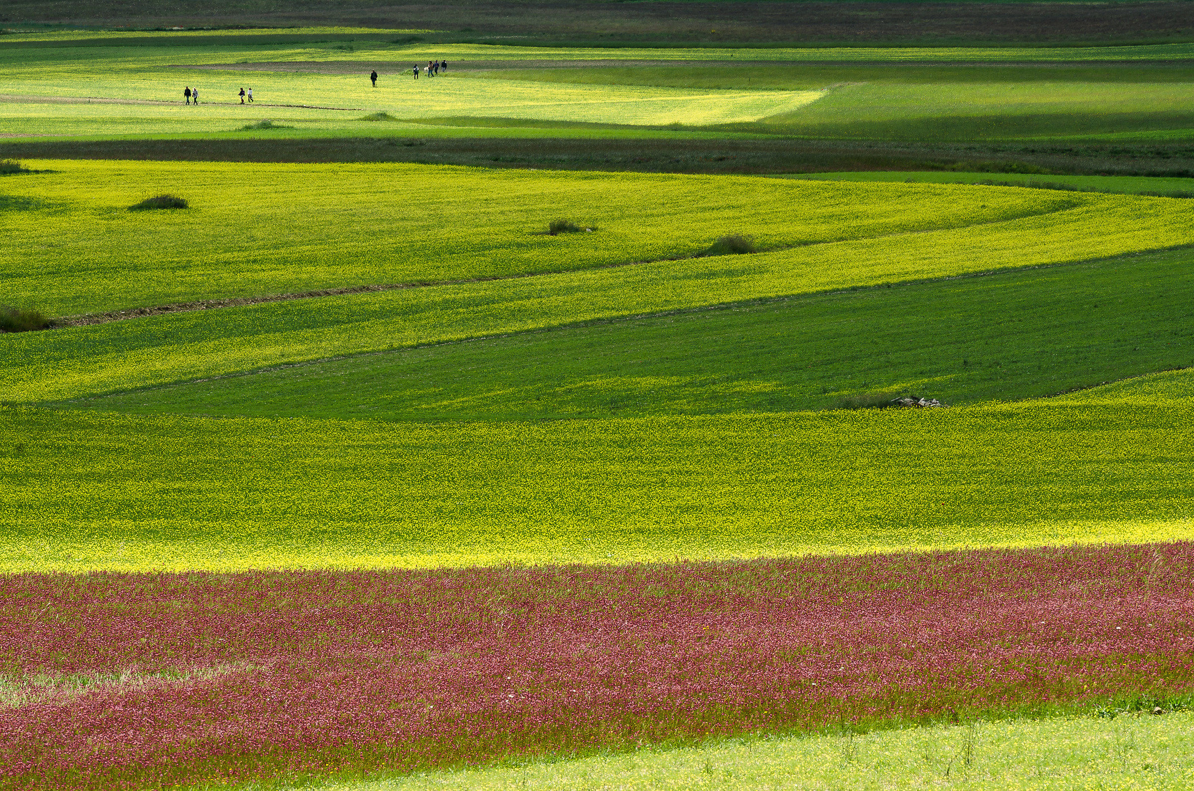 Colori e lenticchie a Castelluccio 2014