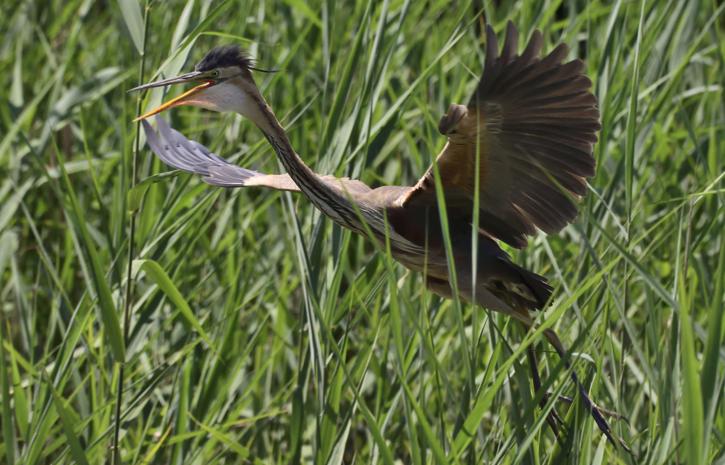 Red heron