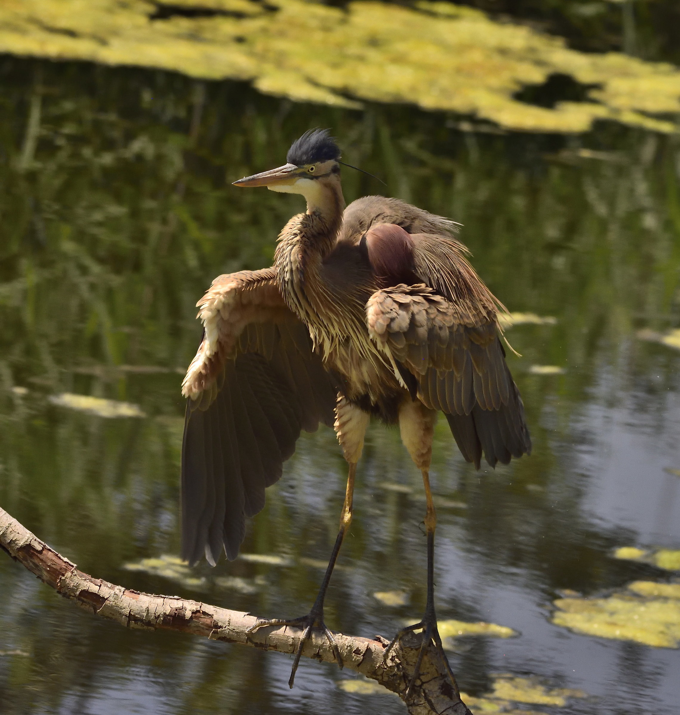 Red heron