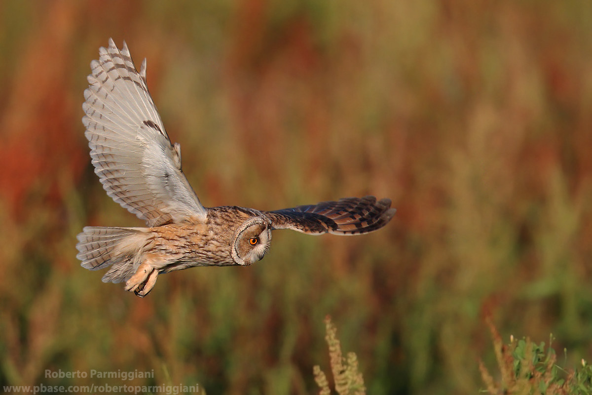 Hunting among the Romicists