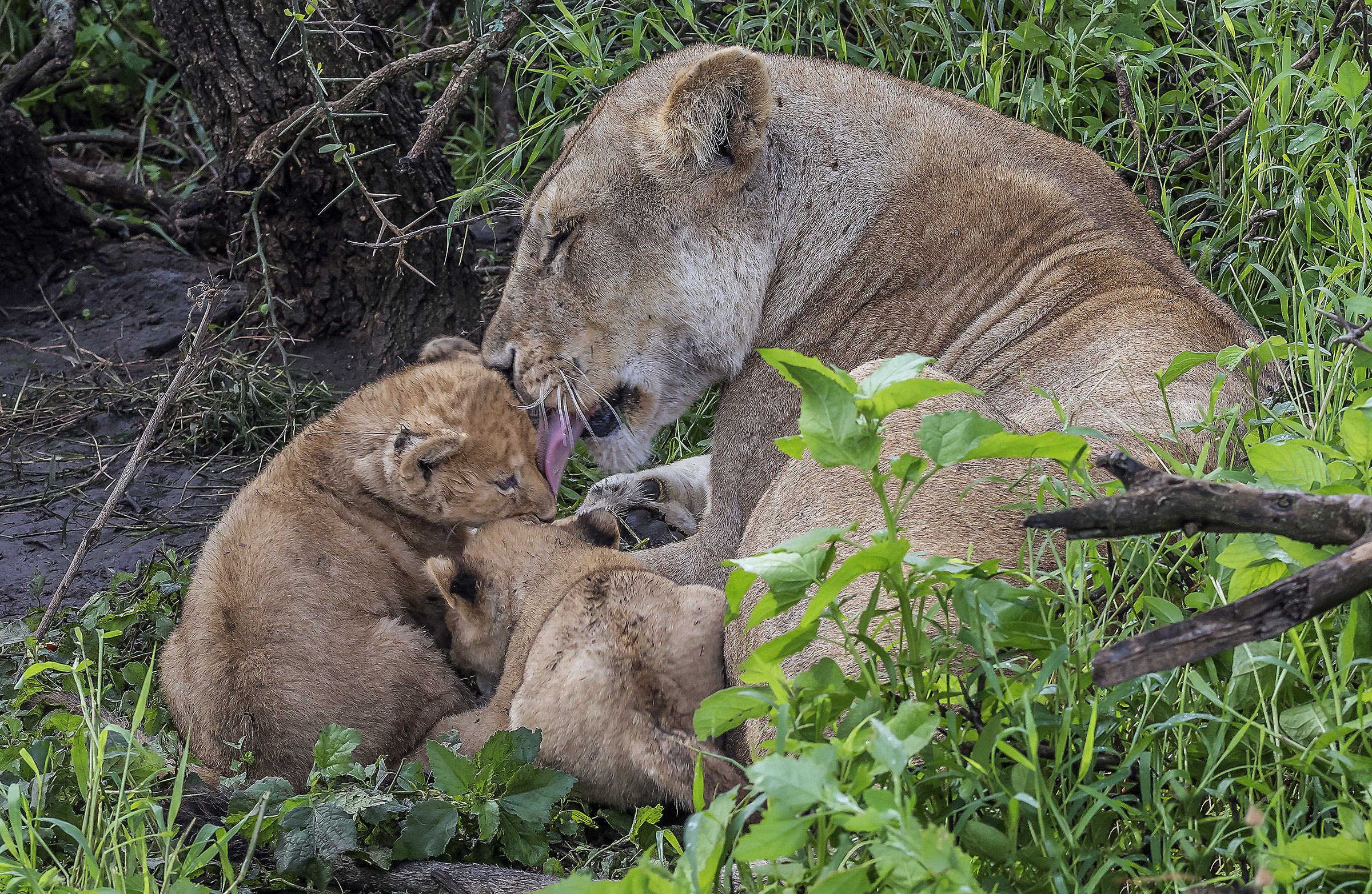 Tanzania 2017 - In un nido di affetti