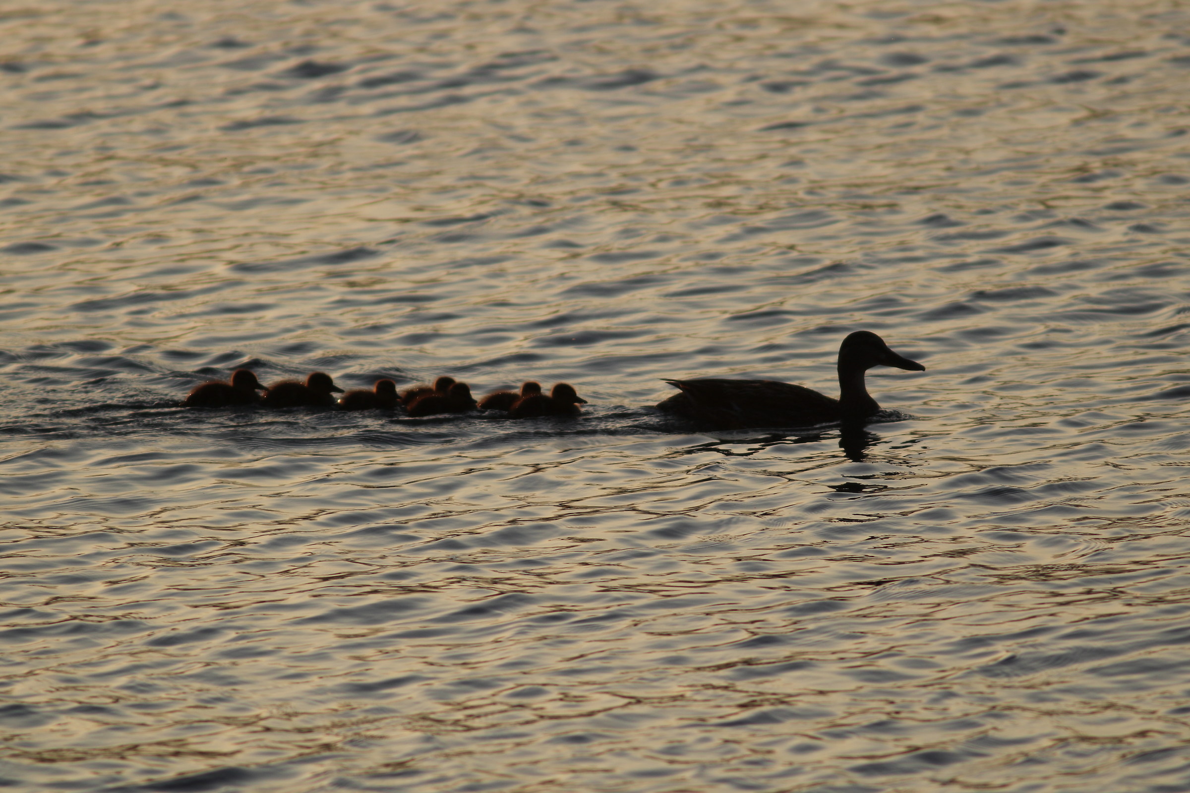 aiòòòòòòò&o...