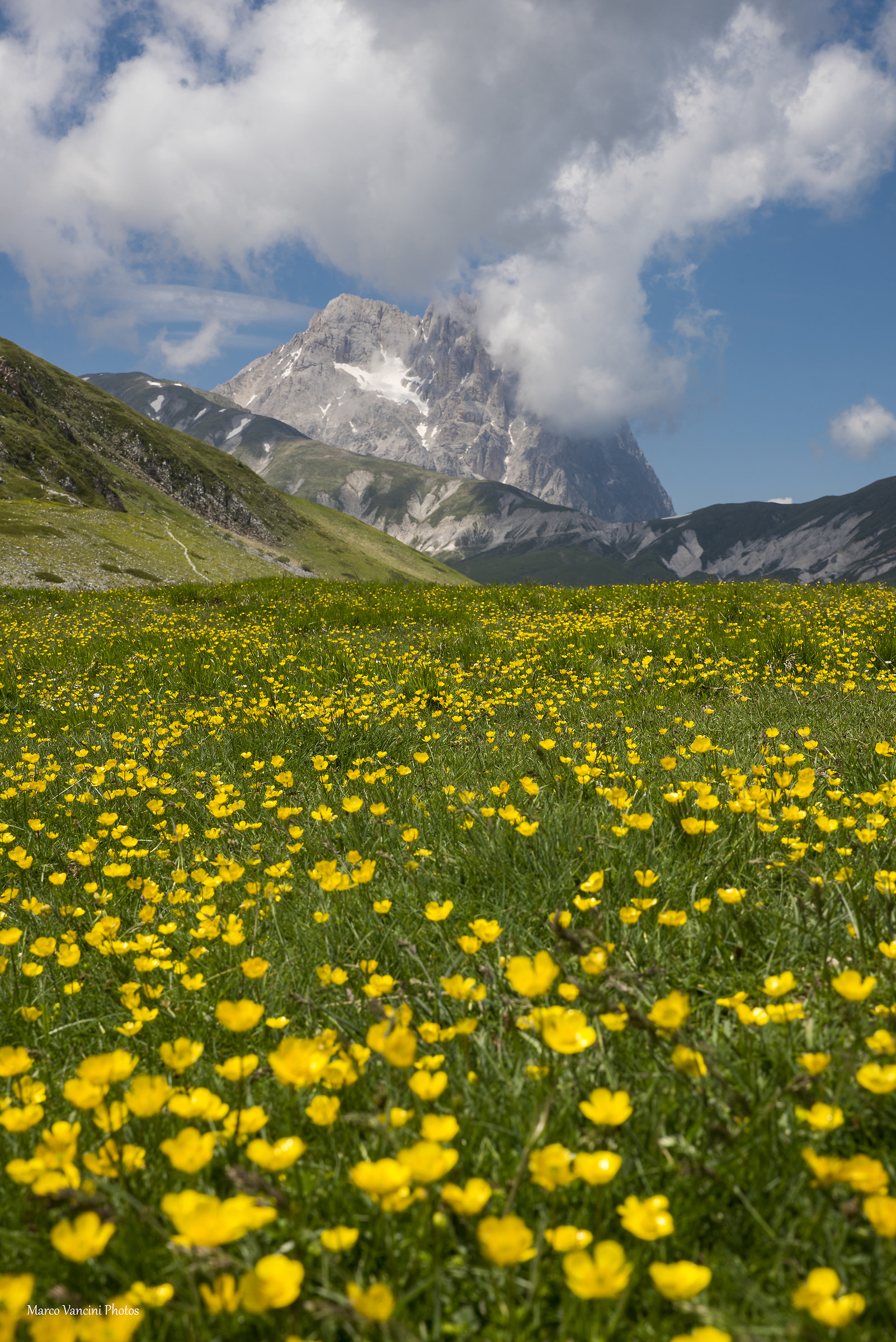 A carpet of flowers
