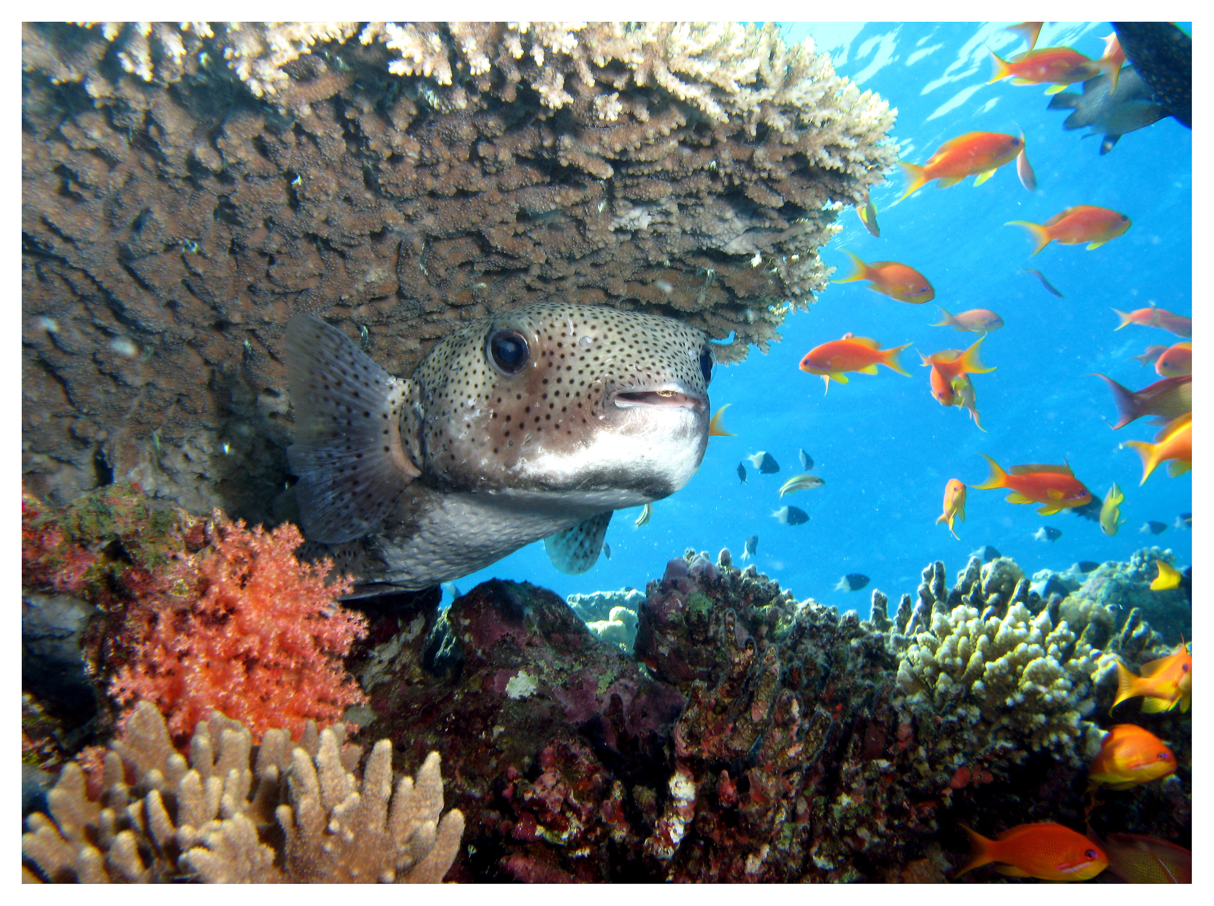Hunting fish under the coral umbrella