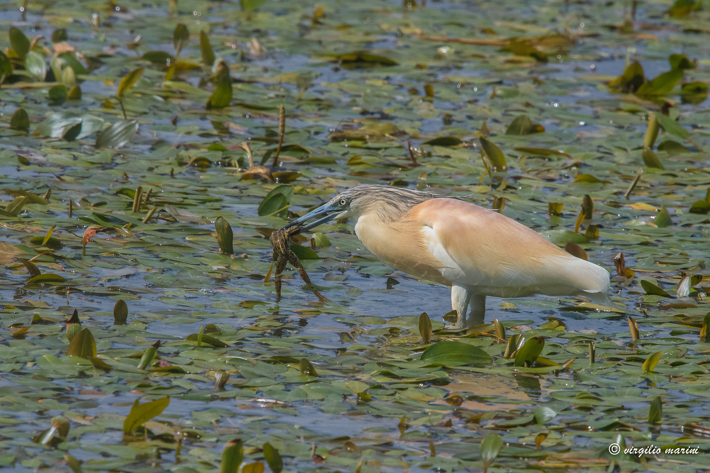 Enjoy your meal ....