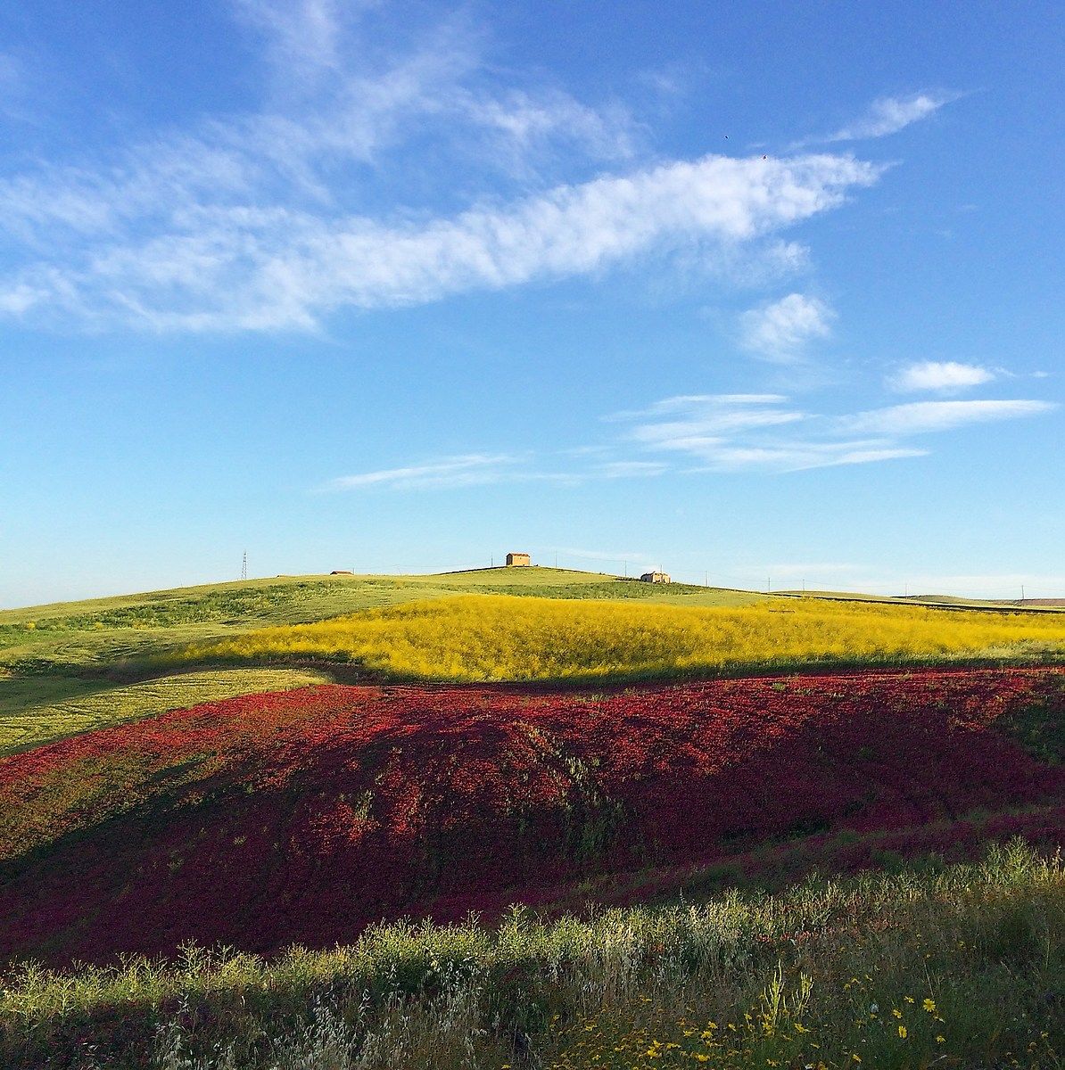 Campi di sulla e colza
