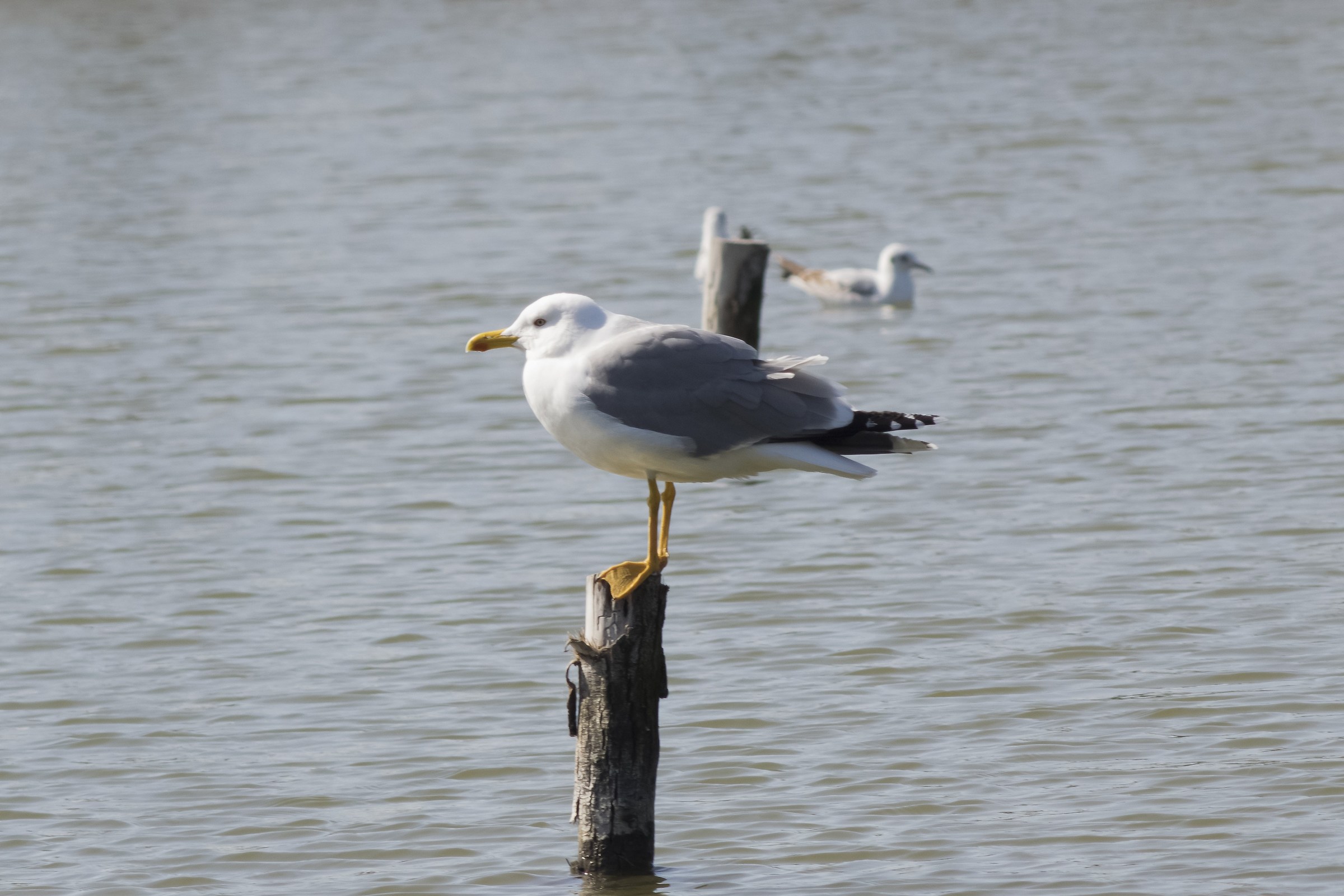 Gull in balance