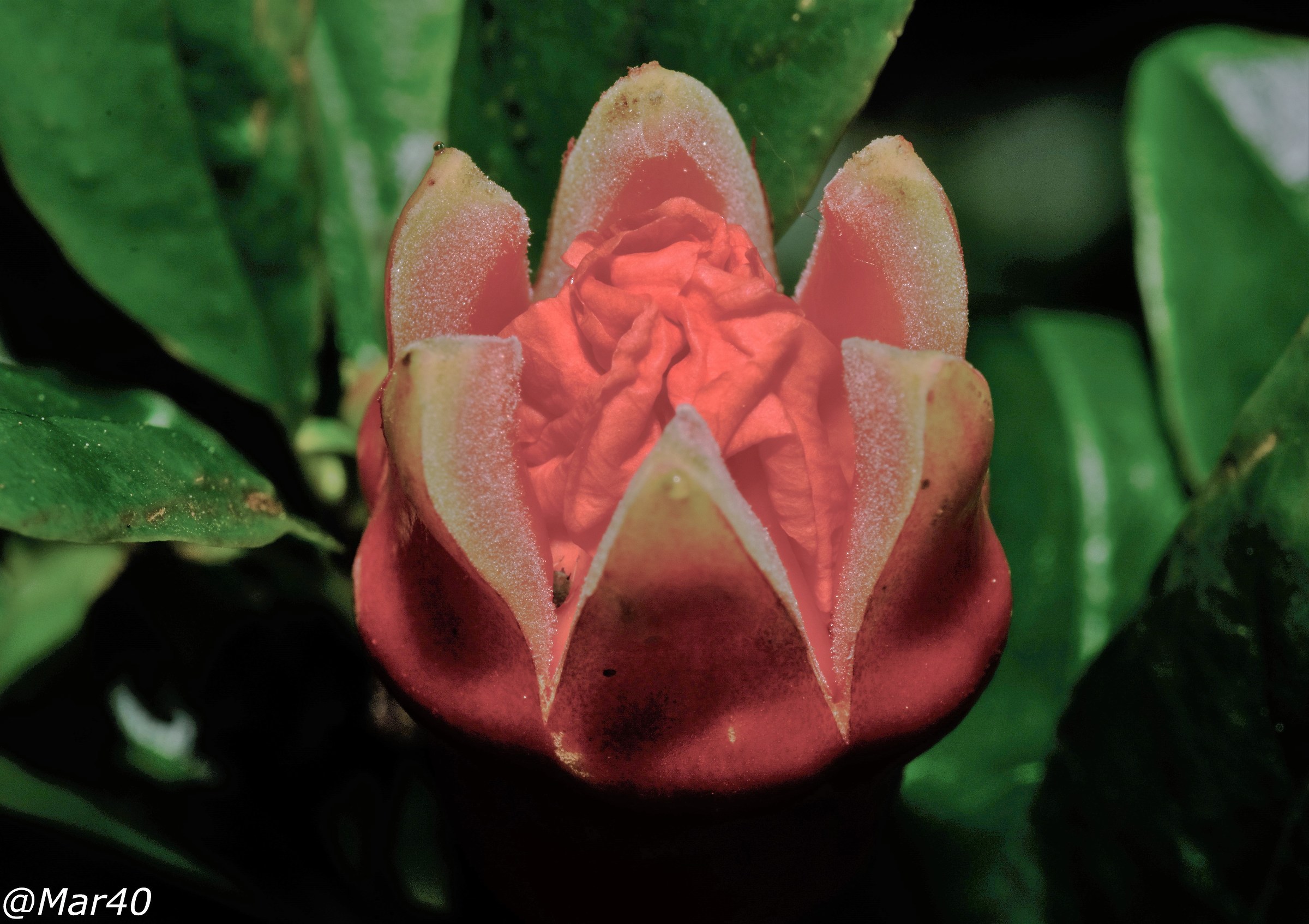 Pomegranate flower ready to blossom
