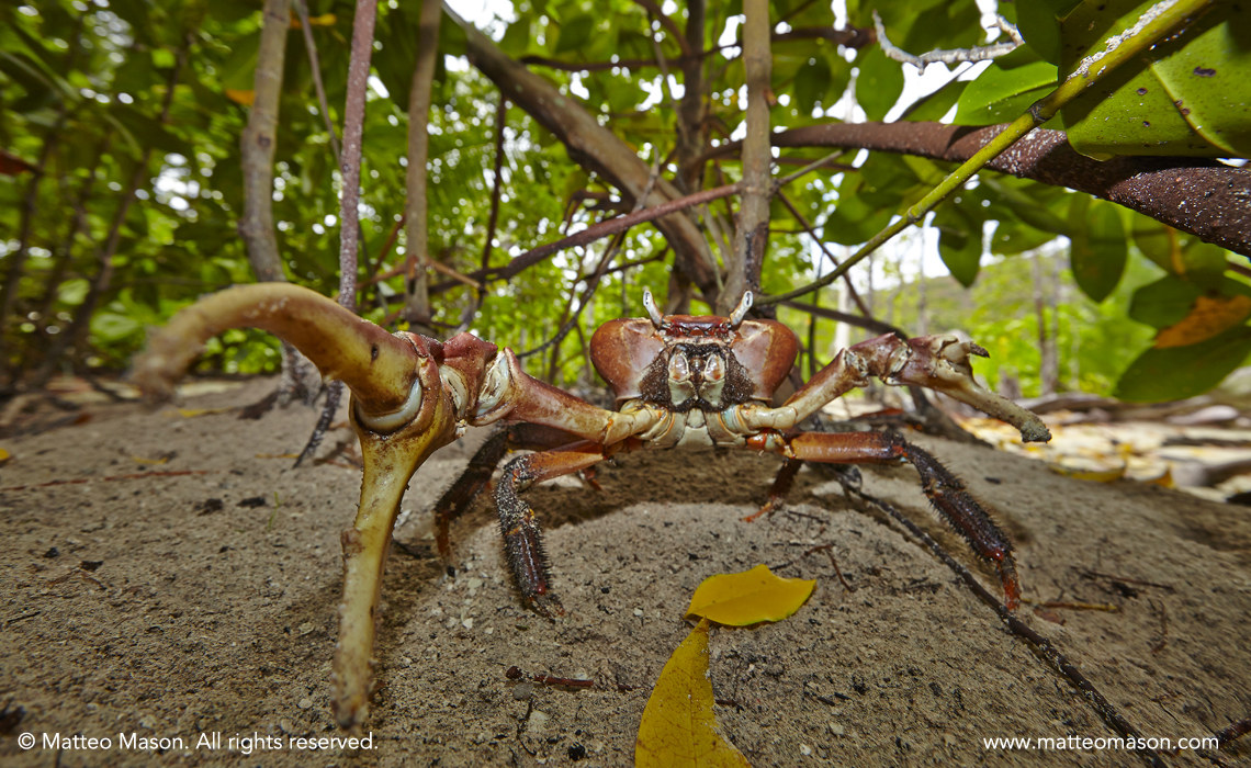 Giant Red Crab