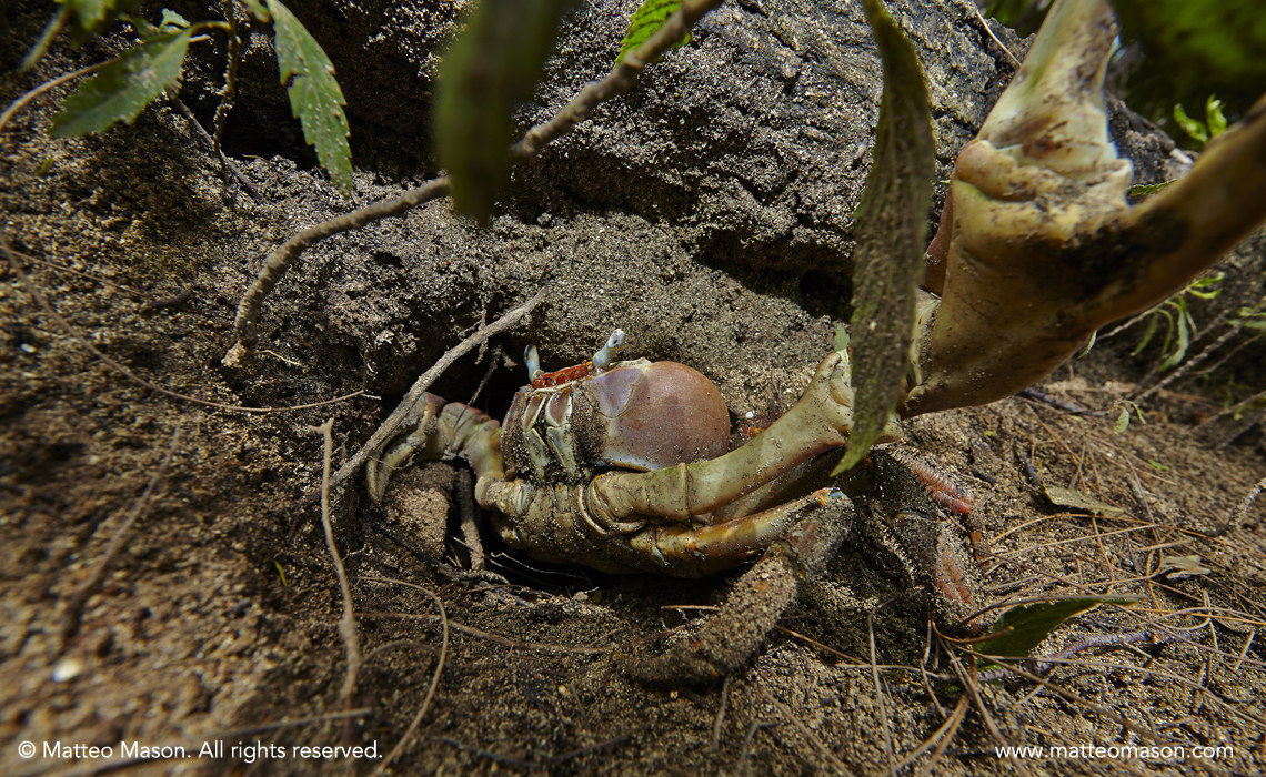 Giant Red Crab