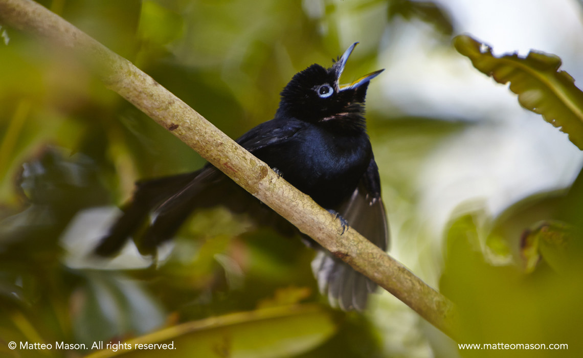 Paradise Flycatcher Seychelles Veuve Reserve