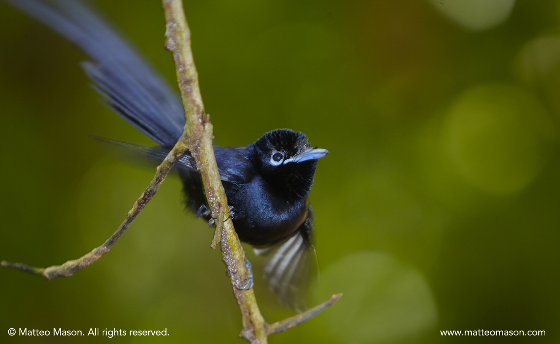 Paradise Flycatcher Seychelles Veuve Reserve