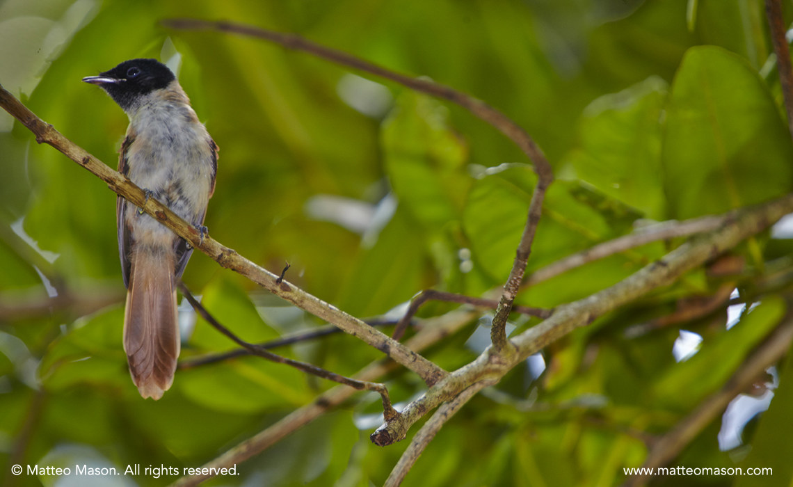 Paradise Flycatcher Seychelles Female Veuve Reserve